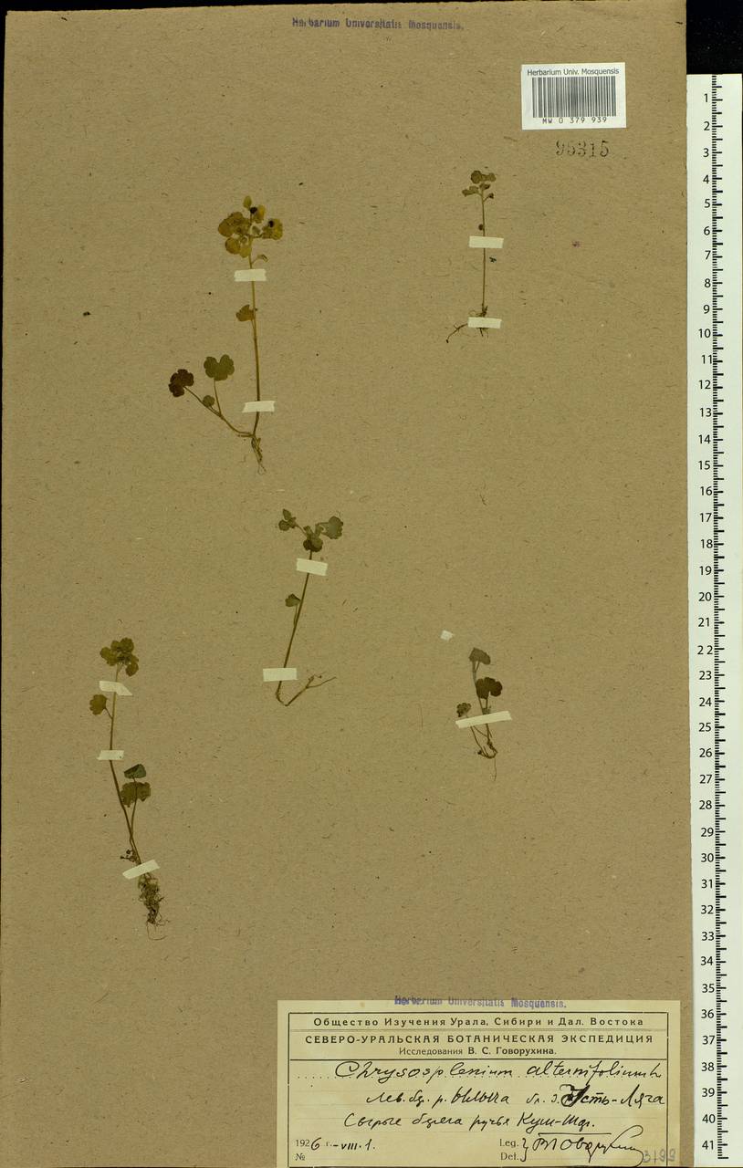 Chrysosplenium alternifolium L., Eastern Europe, Northern region (E1) (Russia)