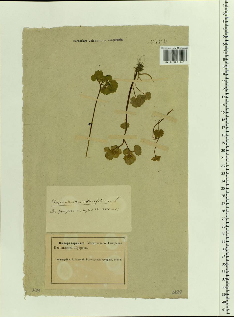 Chrysosplenium alternifolium L., Eastern Europe, Northern region (E1) (Russia)
