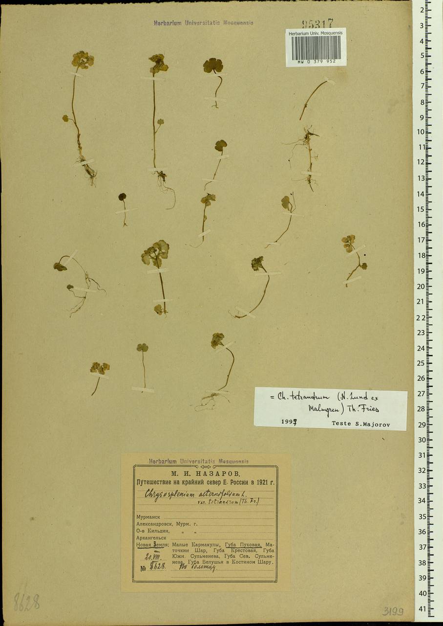 Chrysosplenium alternifolium L., Eastern Europe, Northern region (E1) (Russia)