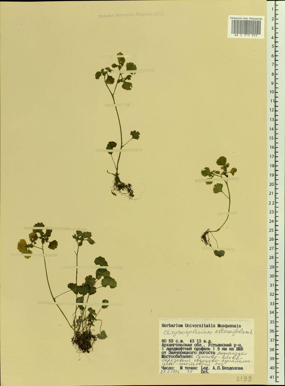 Chrysosplenium alternifolium L., Eastern Europe, Northern region (E1) (Russia)