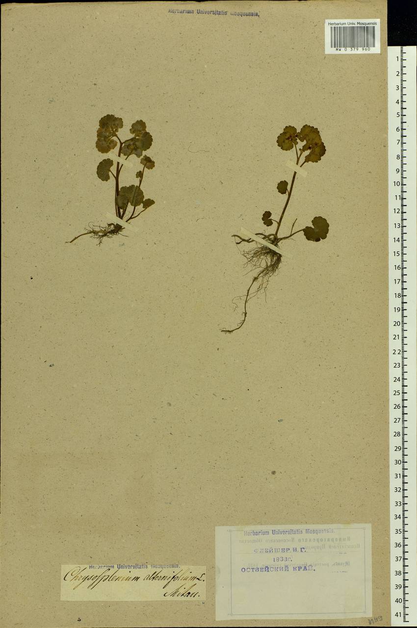 Chrysosplenium alternifolium L., Eastern Europe, Latvia (E2b) (Latvia)