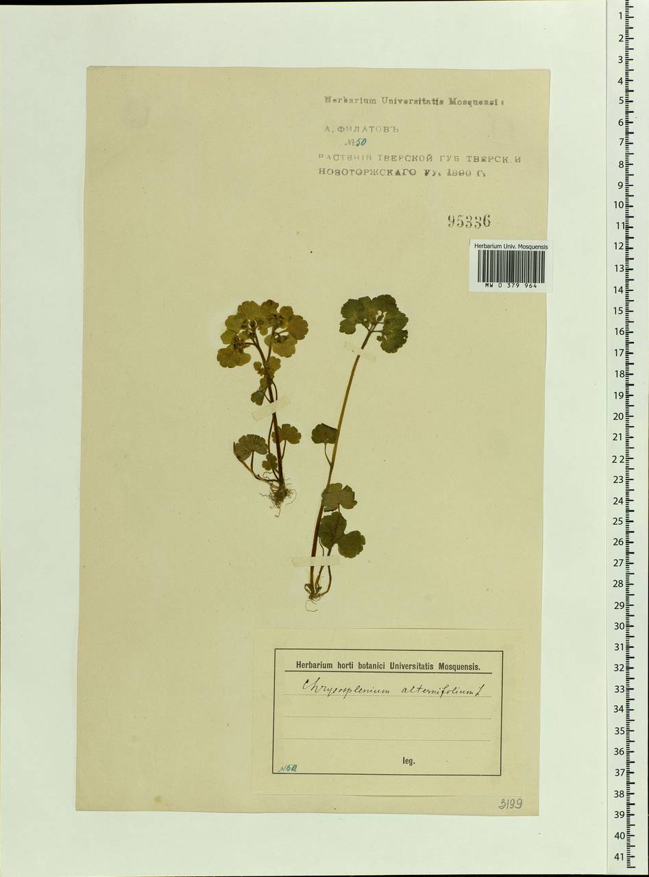 Chrysosplenium alternifolium L., Eastern Europe, North-Western region (E2) (Russia)
