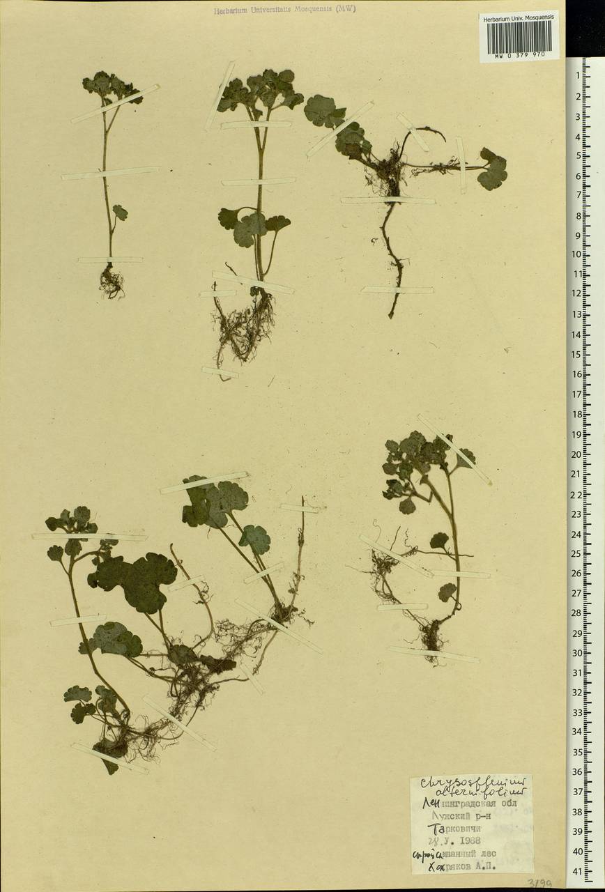 Chrysosplenium alternifolium L., Eastern Europe, North-Western region (E2) (Russia)