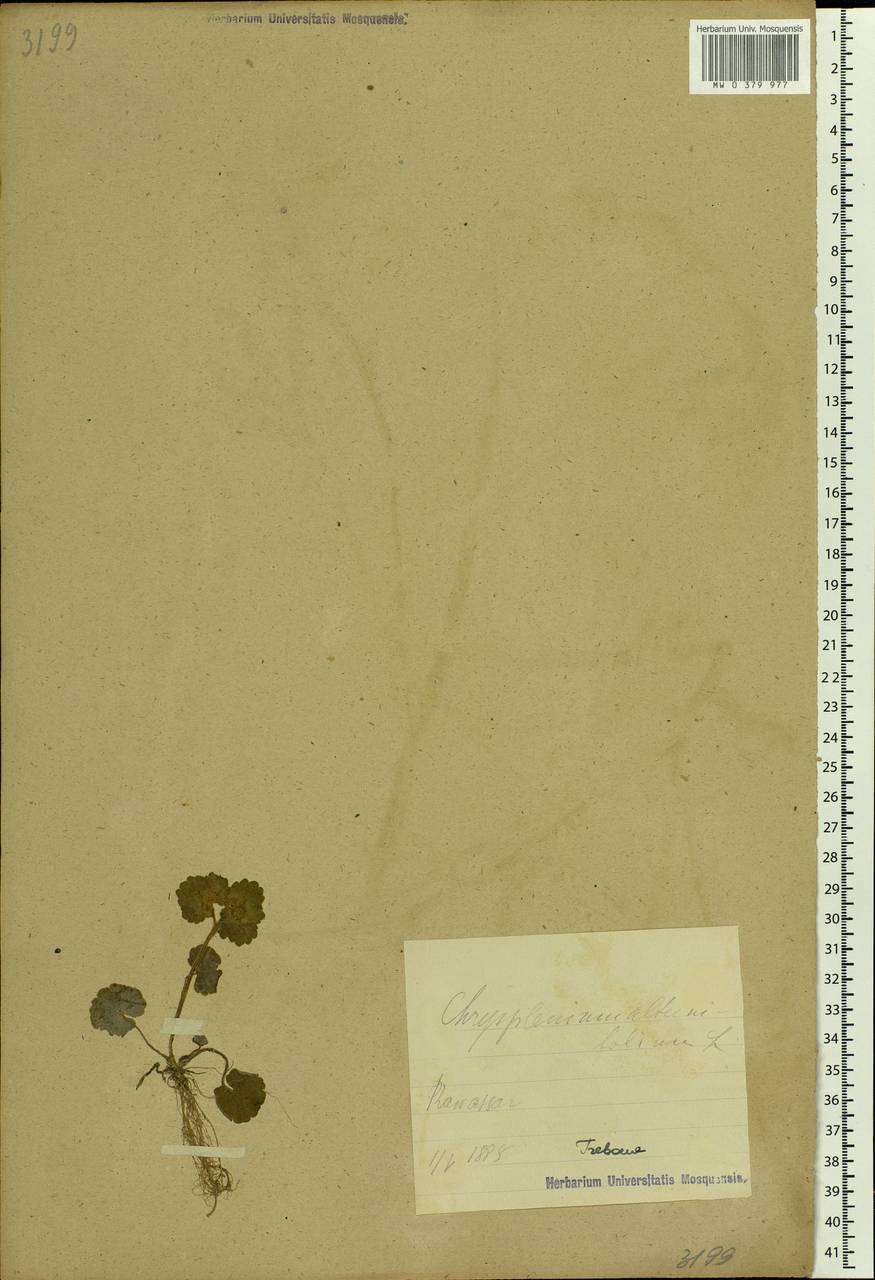 Chrysosplenium alternifolium L., Eastern Europe, Estonia (E2c) (Estonia)