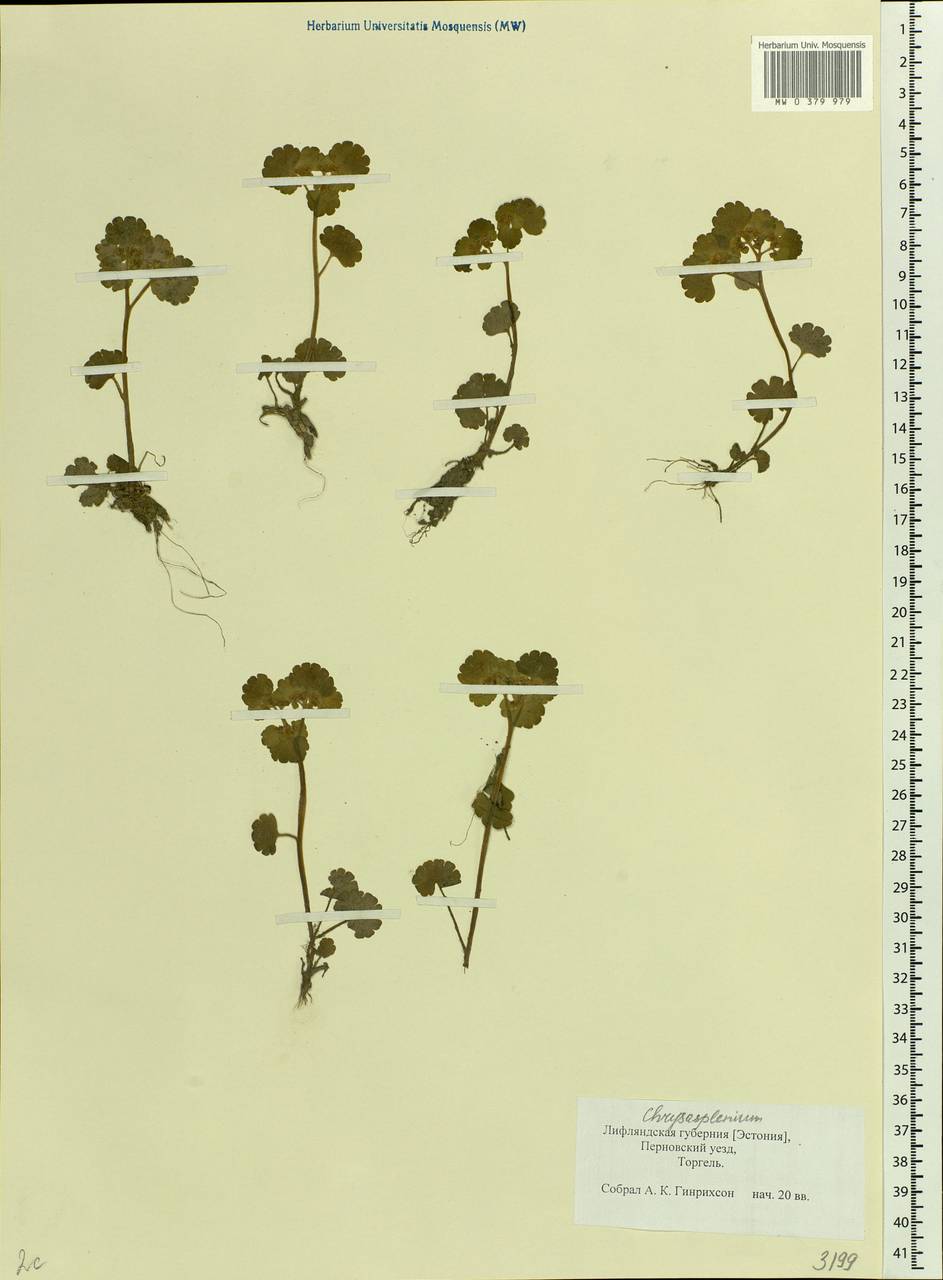 Chrysosplenium alternifolium L., Eastern Europe, Estonia (E2c) (Estonia)