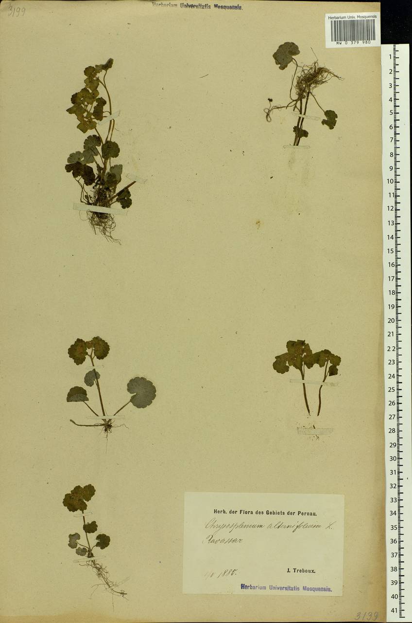 Chrysosplenium alternifolium L., Eastern Europe, Estonia (E2c) (Estonia)