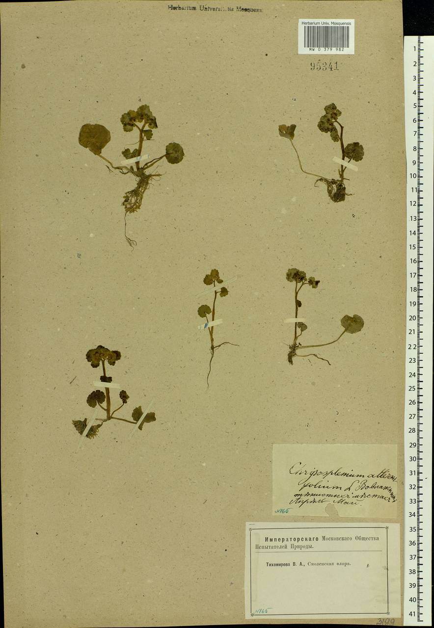 Chrysosplenium alternifolium L., Eastern Europe, Western region (E3) (Russia)