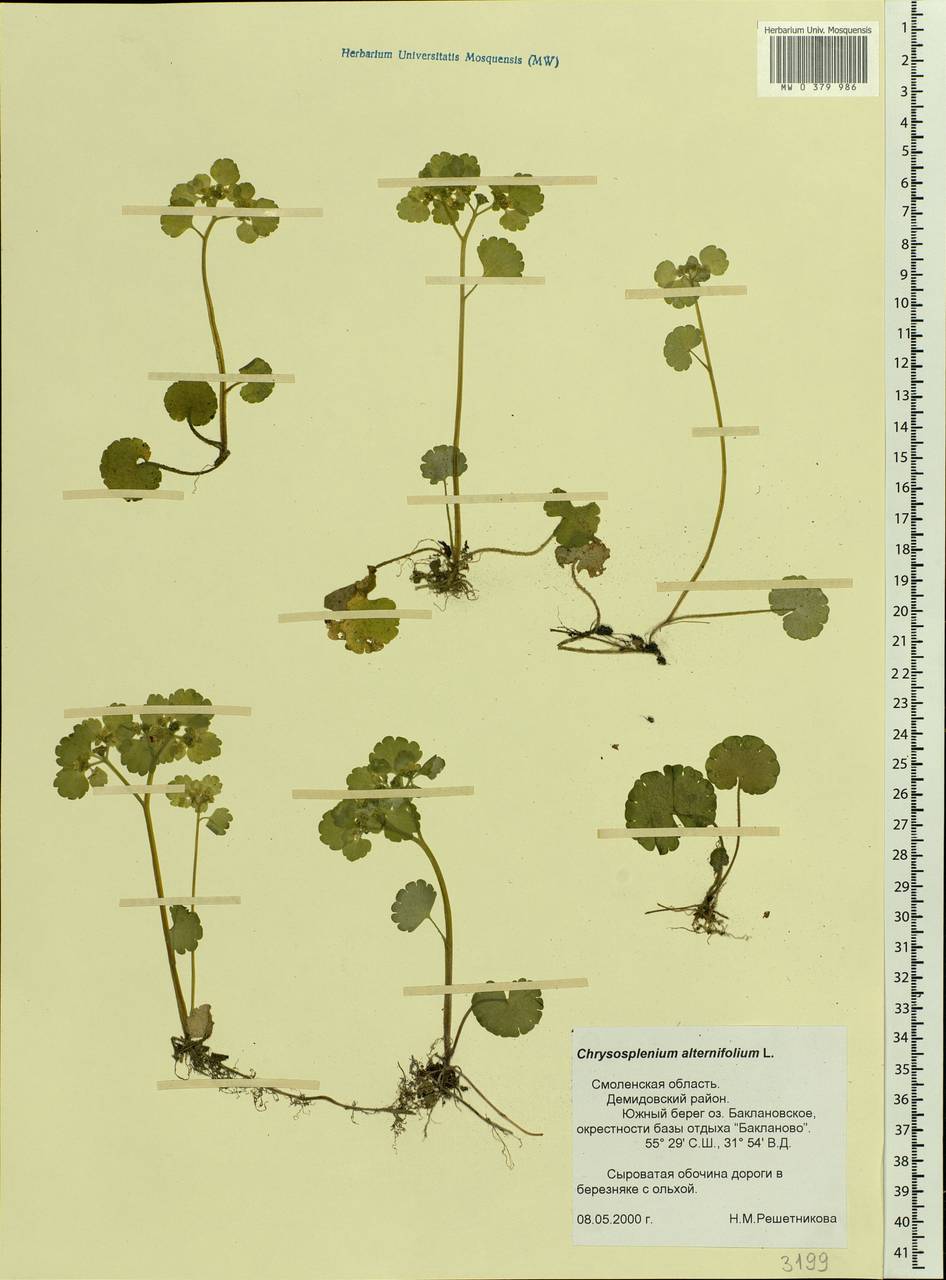 Chrysosplenium alternifolium L., Eastern Europe, Western region (E3) (Russia)