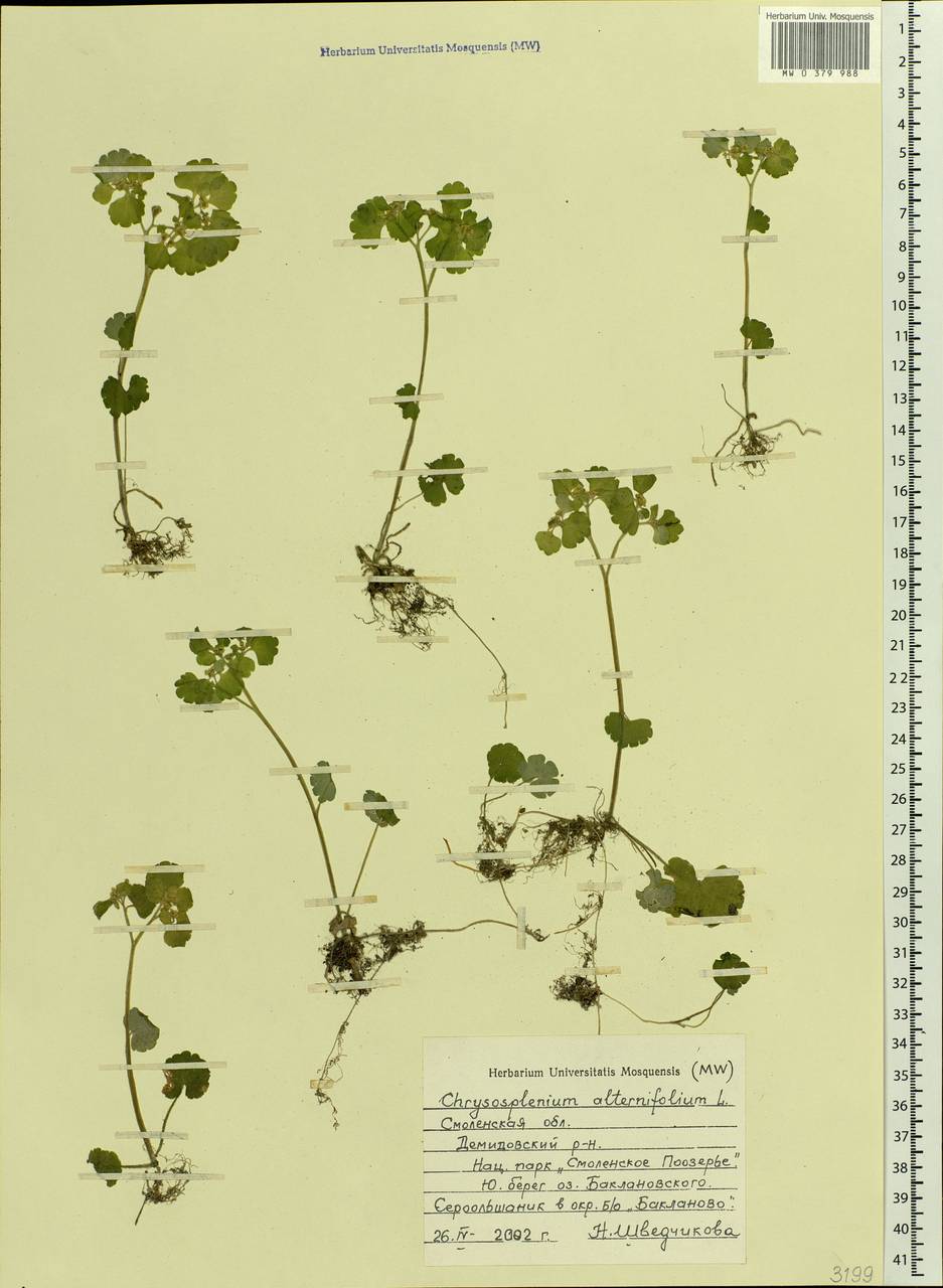 Chrysosplenium alternifolium L., Eastern Europe, Western region (E3) (Russia)