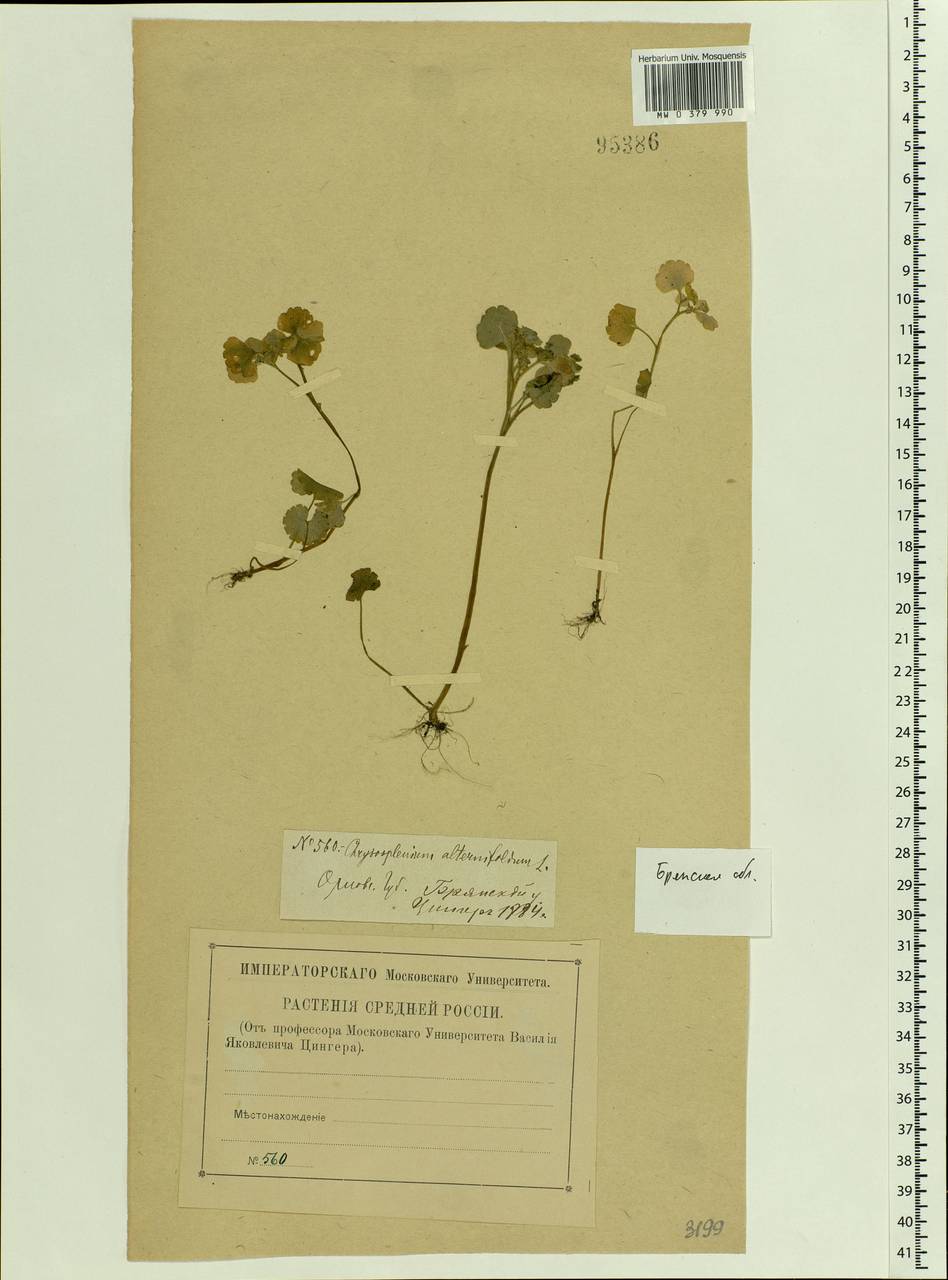 Chrysosplenium alternifolium L., Eastern Europe, Western region (E3) (Russia)