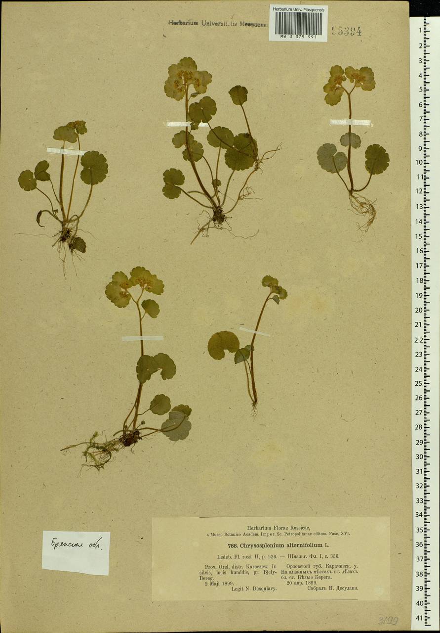 Chrysosplenium alternifolium L., Eastern Europe, Western region (E3) (Russia)