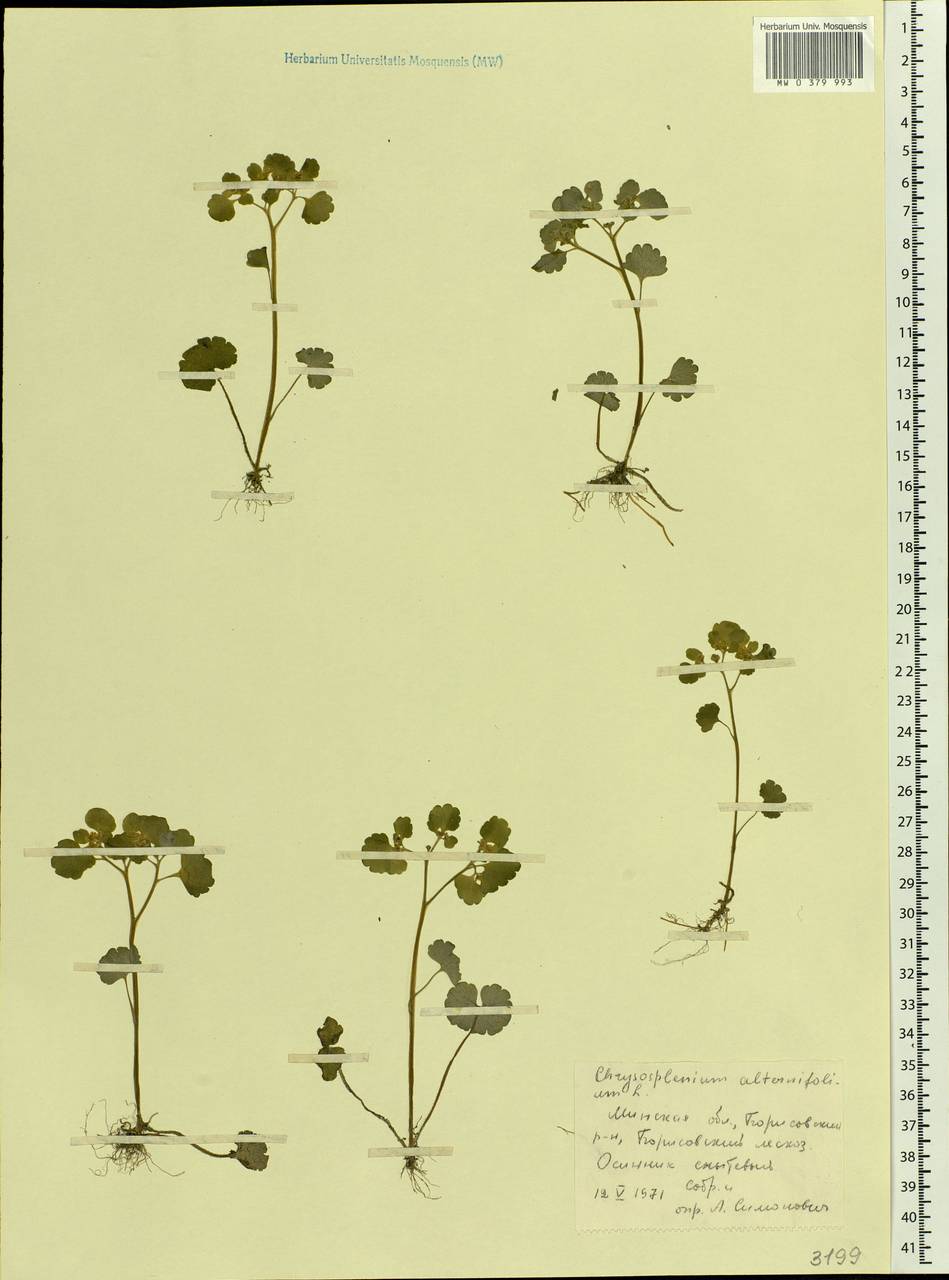 Chrysosplenium alternifolium L., Eastern Europe, Belarus (E3a) (Belarus)