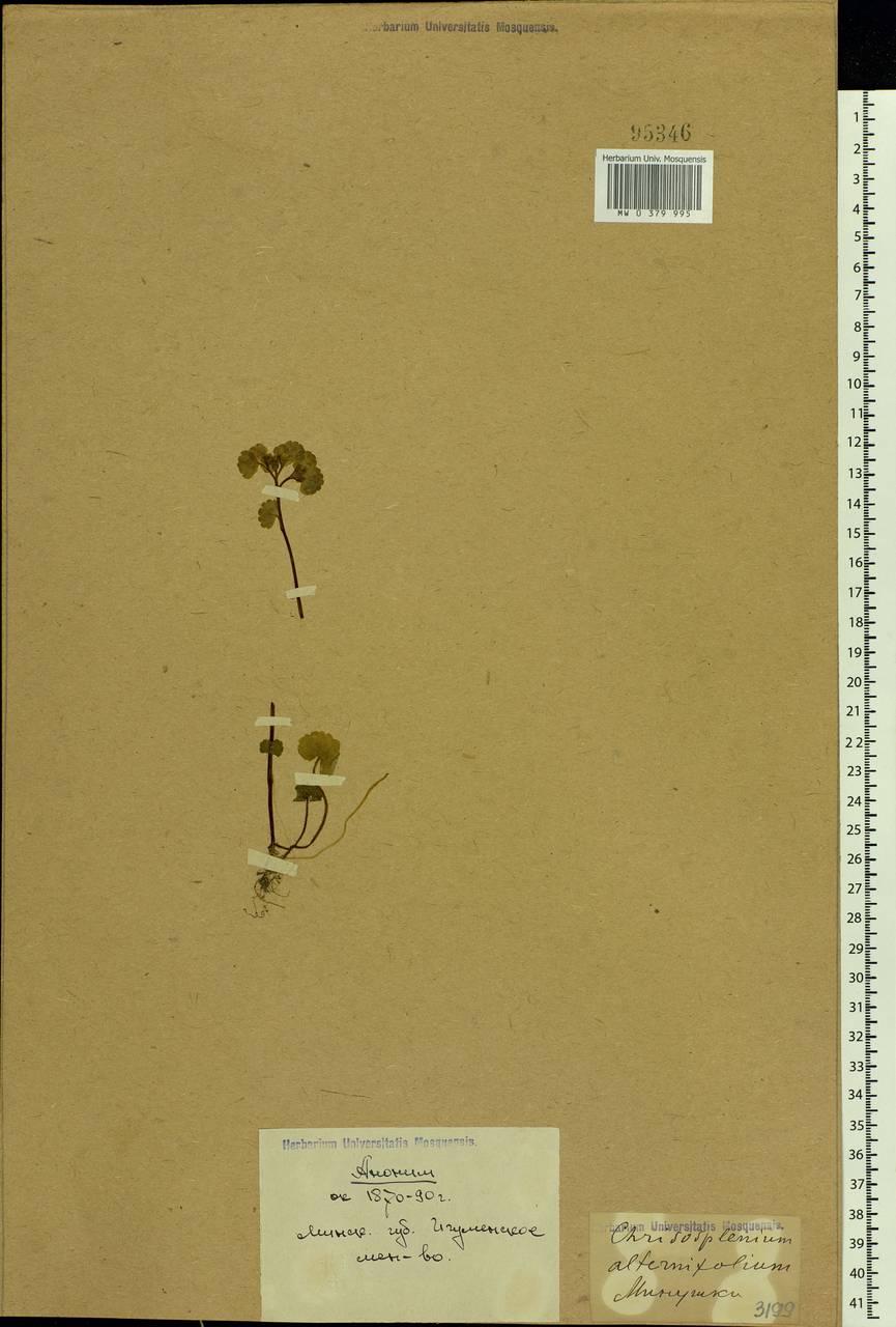 Chrysosplenium alternifolium L., Eastern Europe, Belarus (E3a) (Belarus)