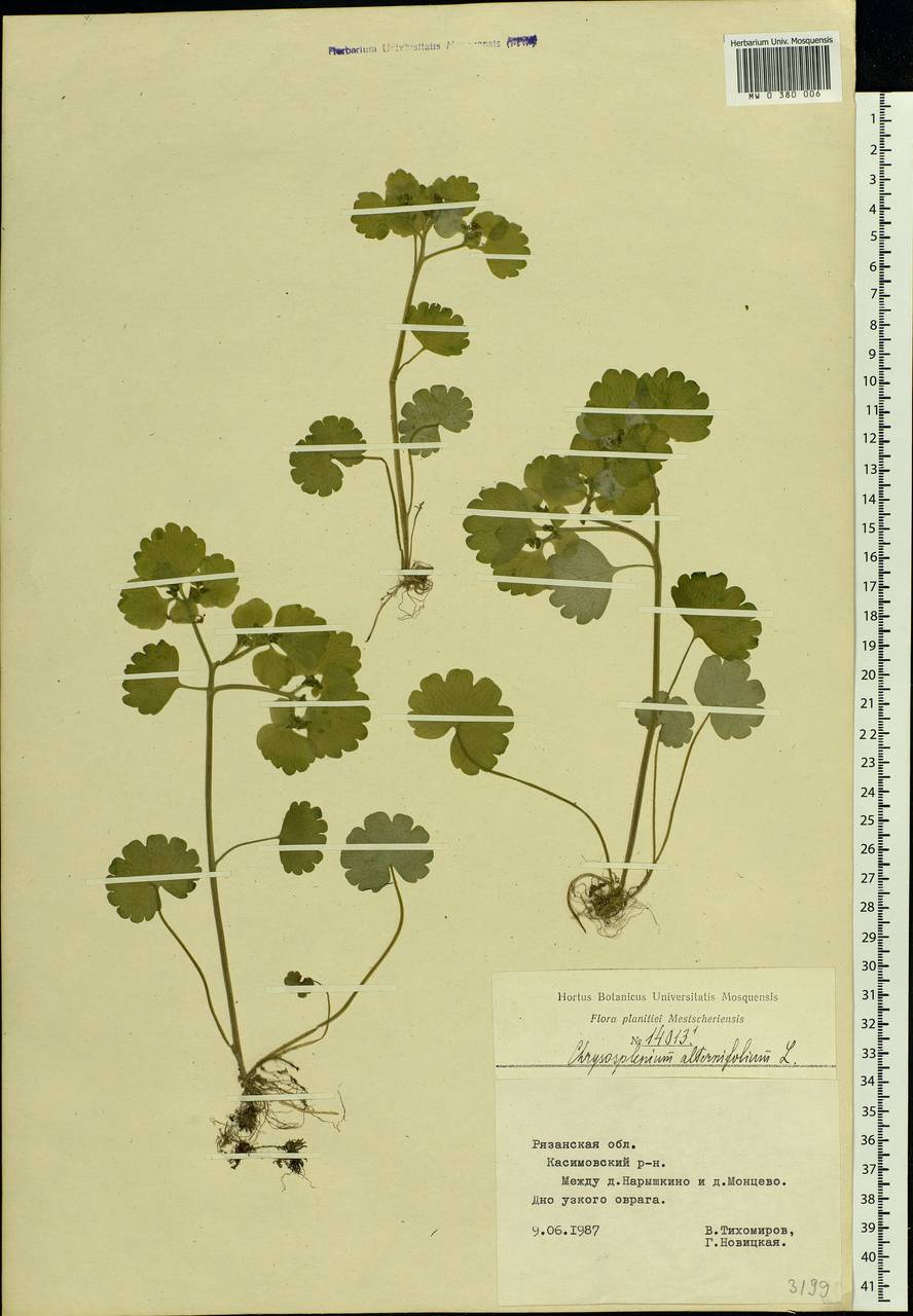 Chrysosplenium alternifolium L., Eastern Europe, Central region (E4) (Russia)