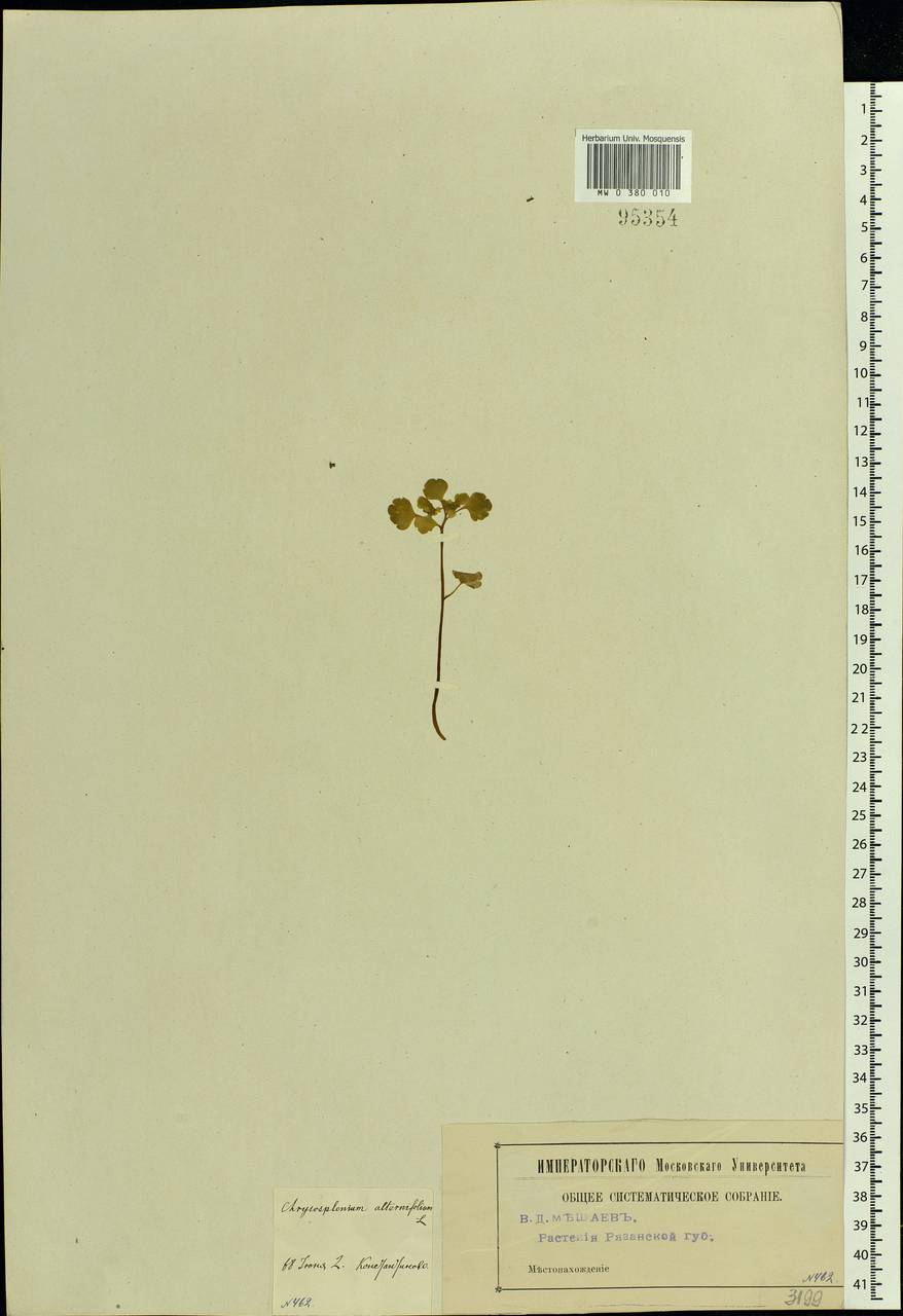 Chrysosplenium alternifolium L., Eastern Europe, Central region (E4) (Russia)