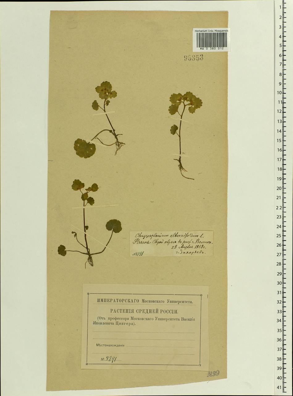 Chrysosplenium alternifolium L., Eastern Europe, Central region (E4) (Russia)