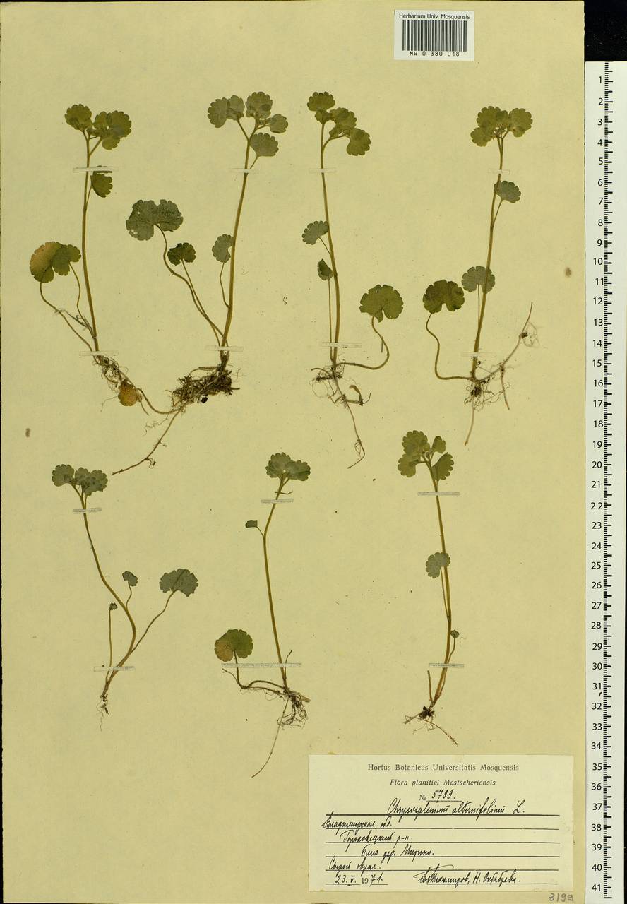 Chrysosplenium alternifolium L., Eastern Europe, Central region (E4) (Russia)