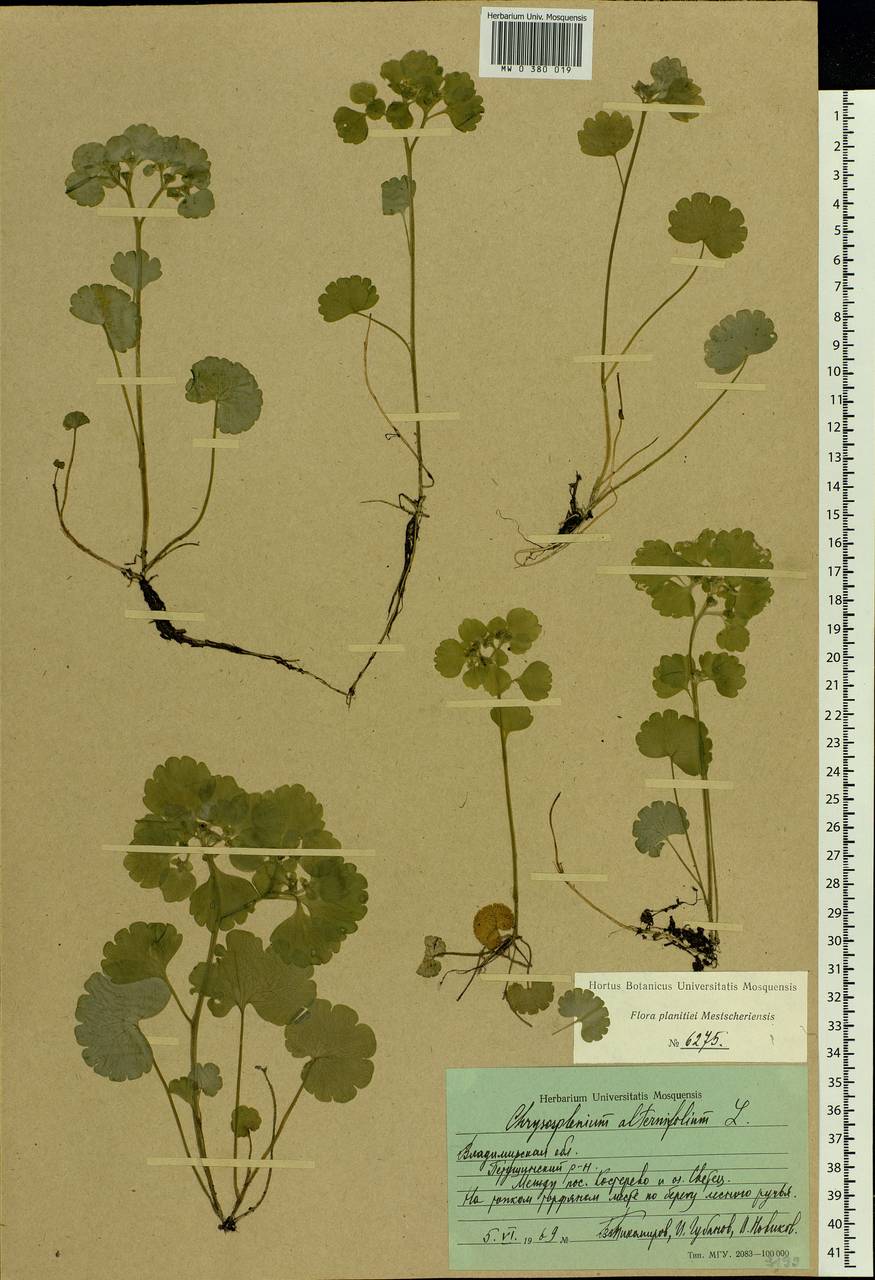 Chrysosplenium alternifolium L., Eastern Europe, Central region (E4) (Russia)