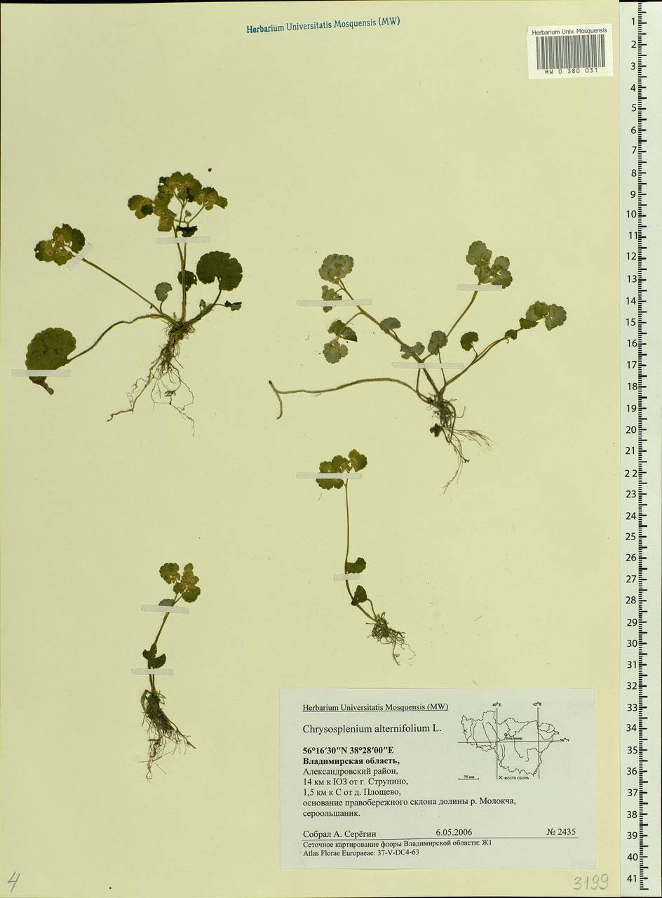 Chrysosplenium alternifolium L., Eastern Europe, Central region (E4) (Russia)