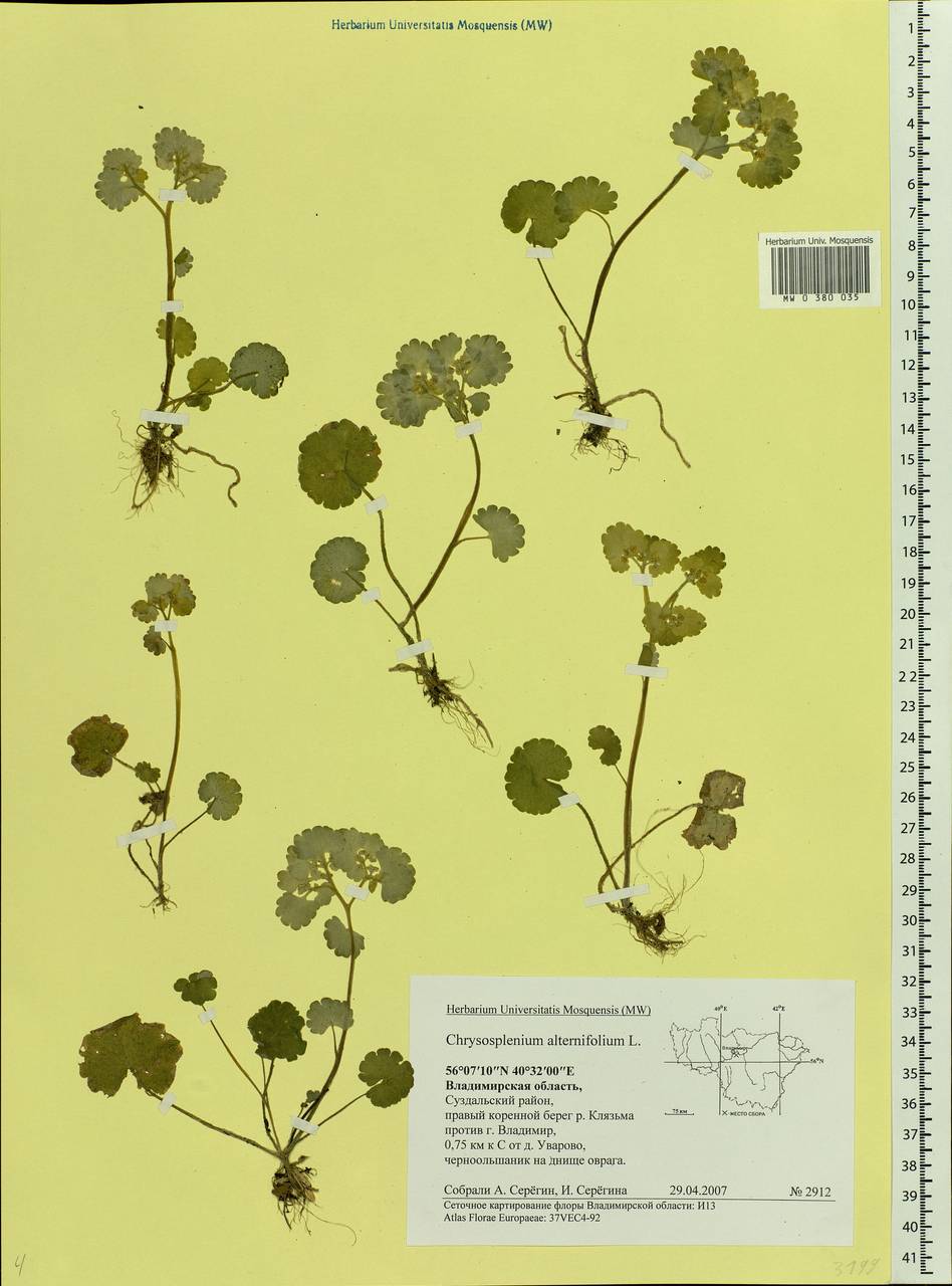 Chrysosplenium alternifolium L., Eastern Europe, Central region (E4) (Russia)