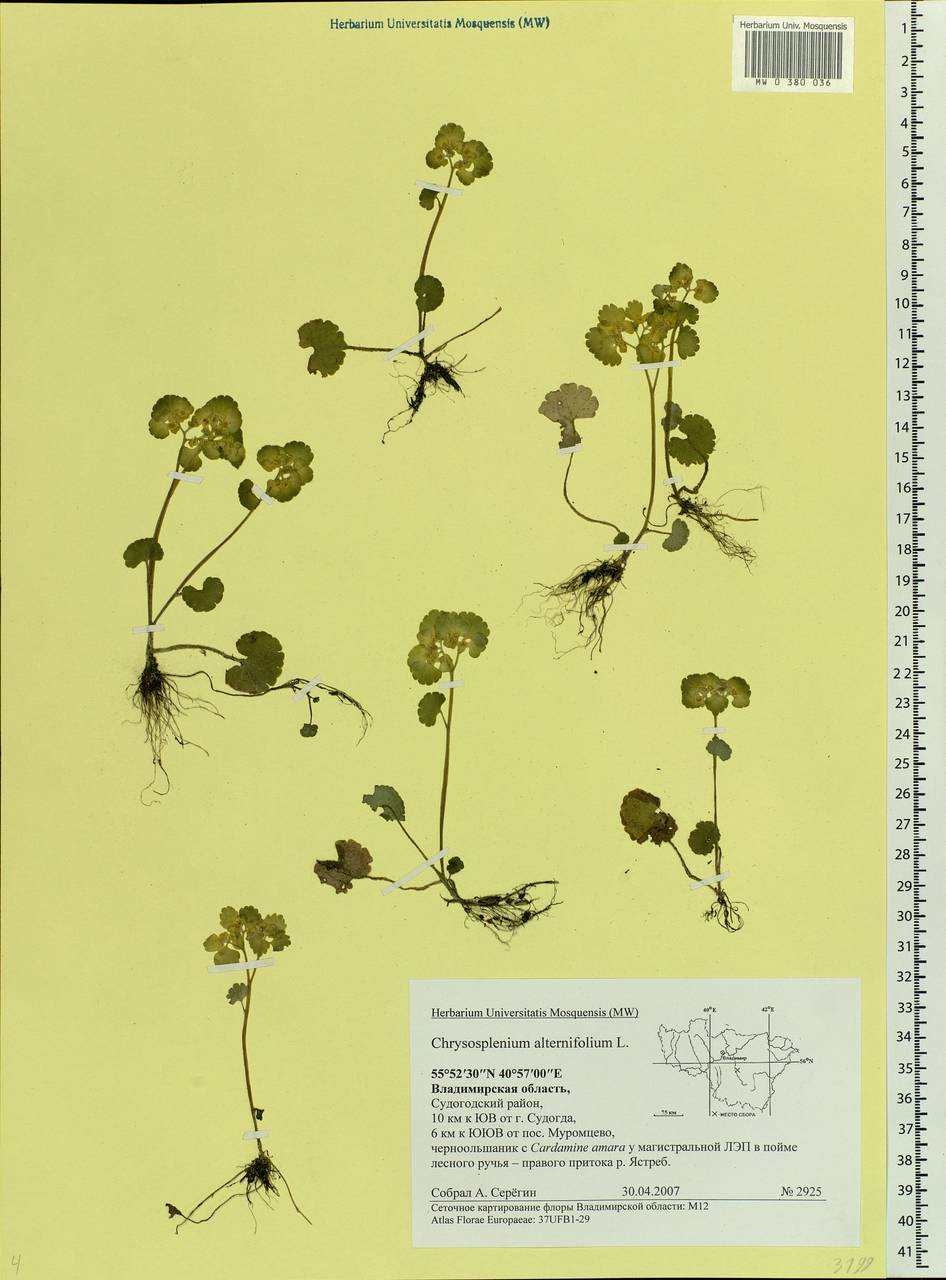 Chrysosplenium alternifolium L., Eastern Europe, Central region (E4) (Russia)