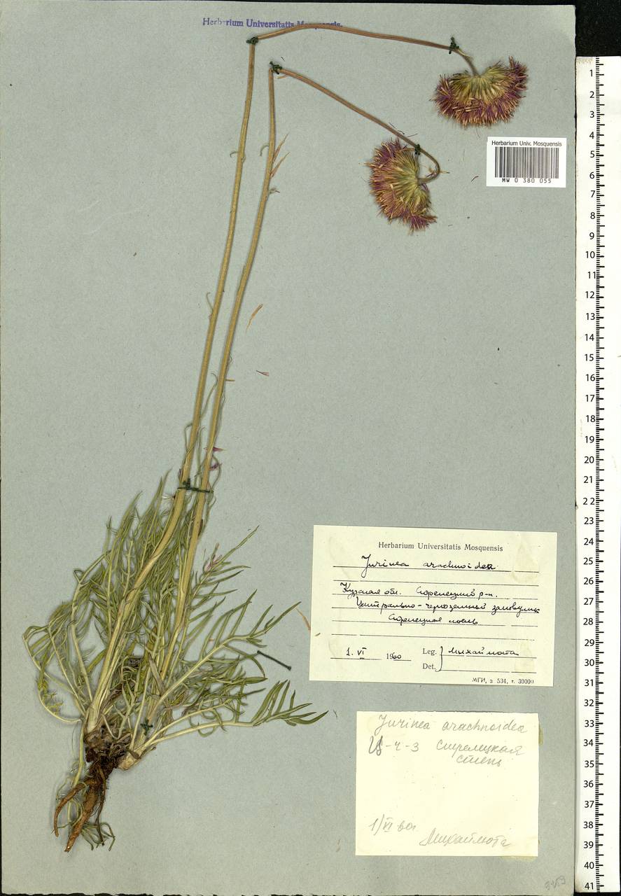 Jurinea arachnoidea Bunge, Eastern Europe, Central forest-and-steppe region (E6) (Russia)