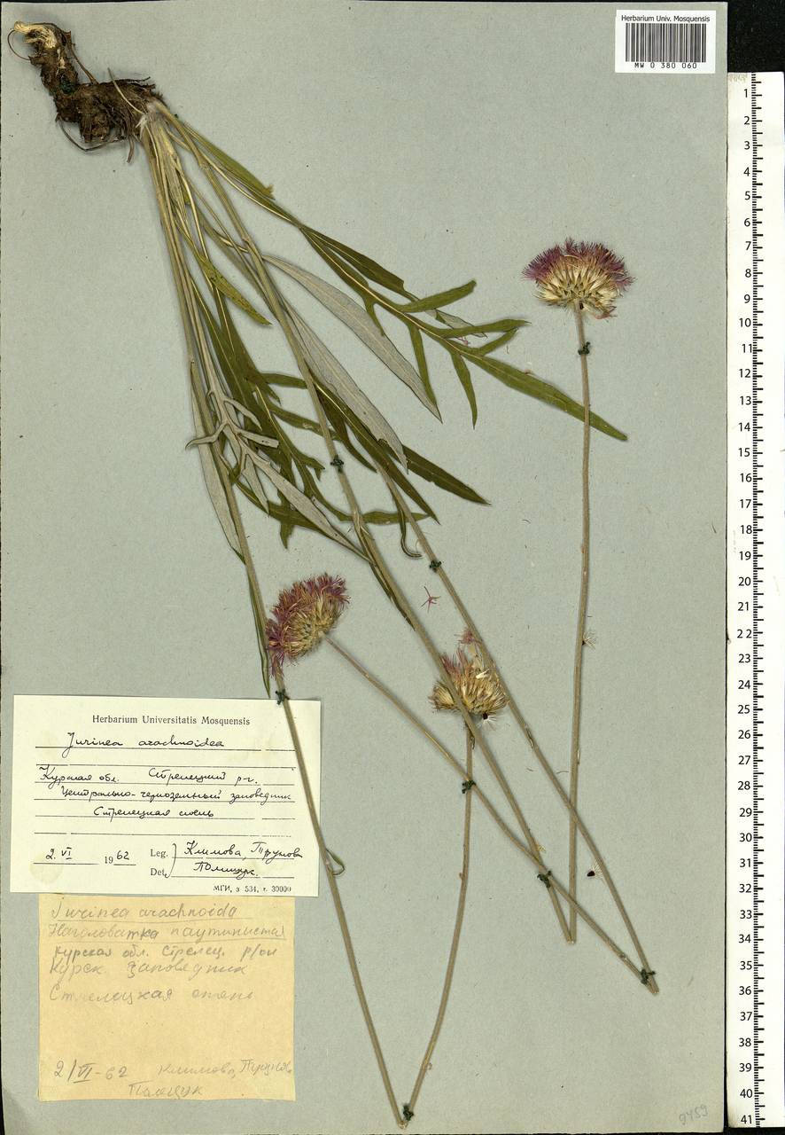 Jurinea arachnoidea Bunge, Eastern Europe, Central forest-and-steppe region (E6) (Russia)