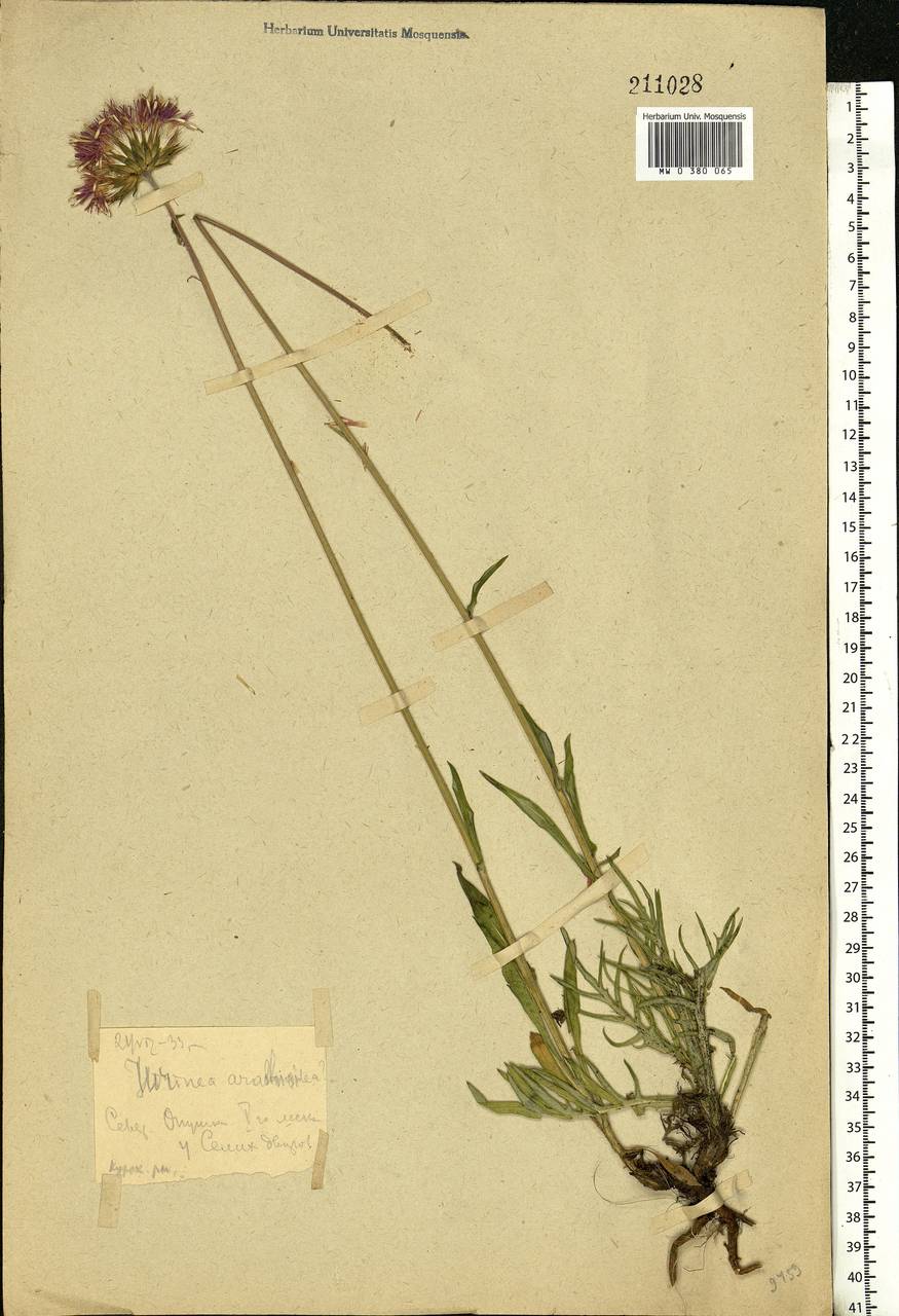 Jurinea arachnoidea Bunge, Eastern Europe, Central forest-and-steppe region (E6) (Russia)