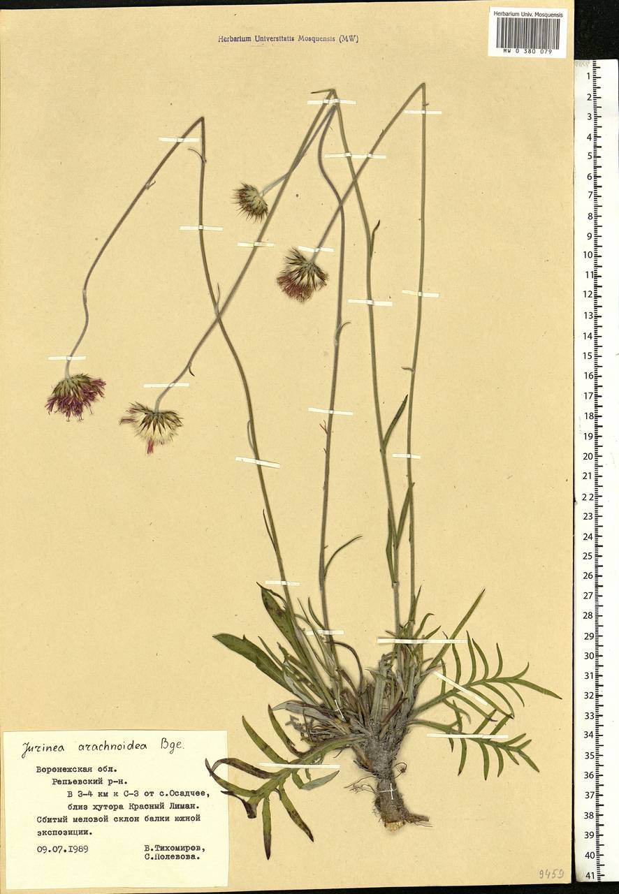 Jurinea arachnoidea Bunge, Eastern Europe, Central forest-and-steppe region (E6) (Russia)