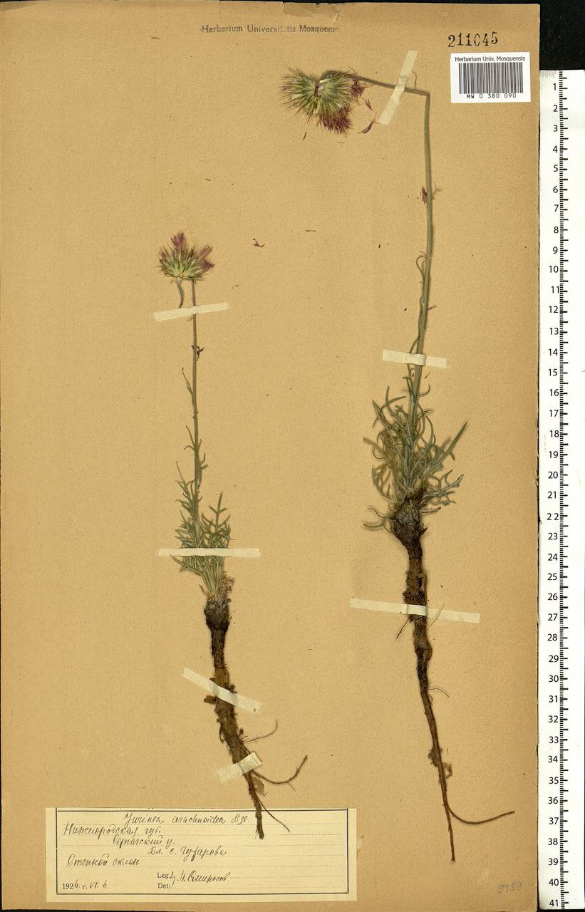 Jurinea arachnoidea Bunge, Eastern Europe, Volga-Kama region (E7) (Russia)