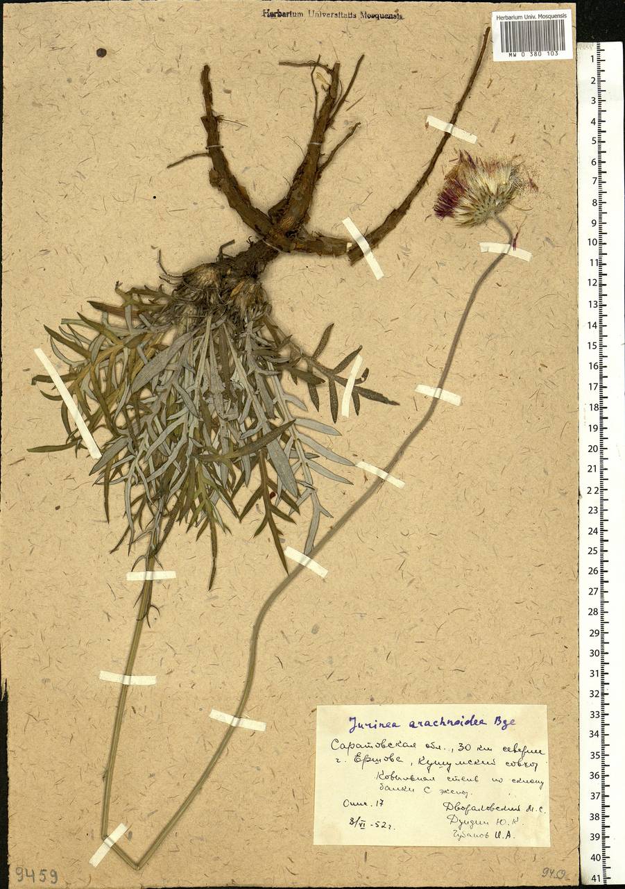 Jurinea arachnoidea Bunge, Eastern Europe, Lower Volga region (E9) (Russia)