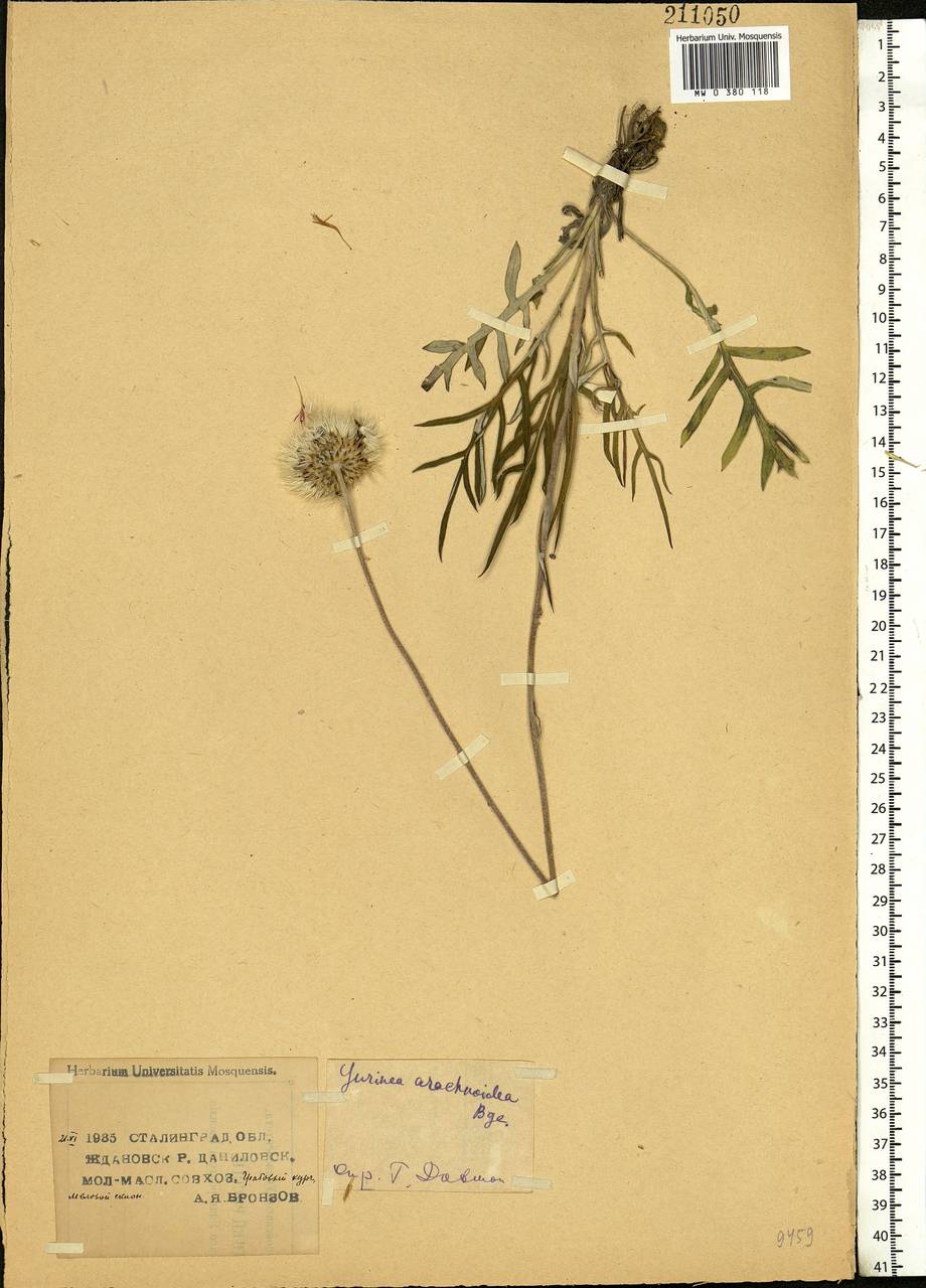 Jurinea arachnoidea Bunge, Eastern Europe, Lower Volga region (E9) (Russia)