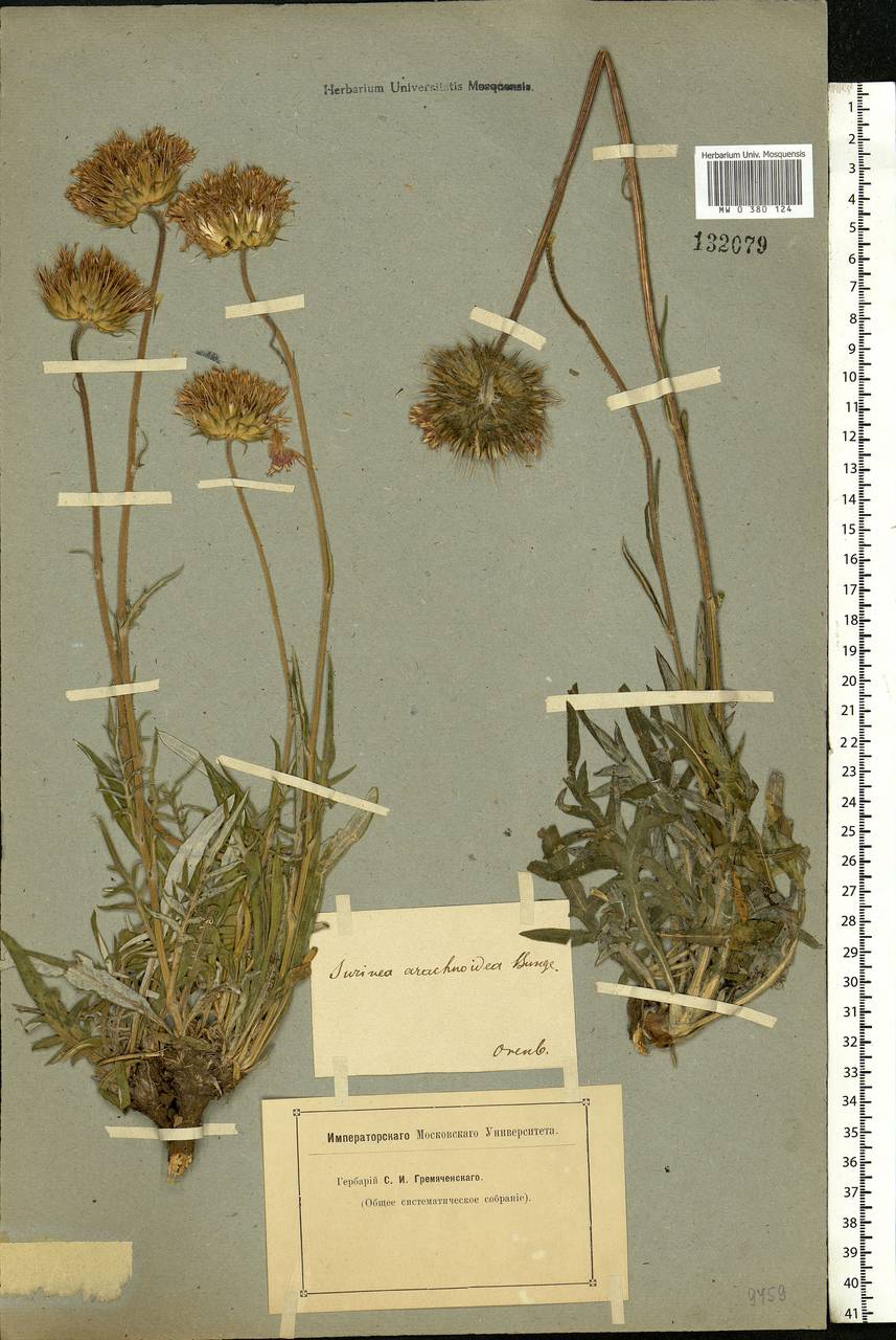 Jurinea arachnoidea Bunge, Eastern Europe, Eastern region (E10) (Russia)