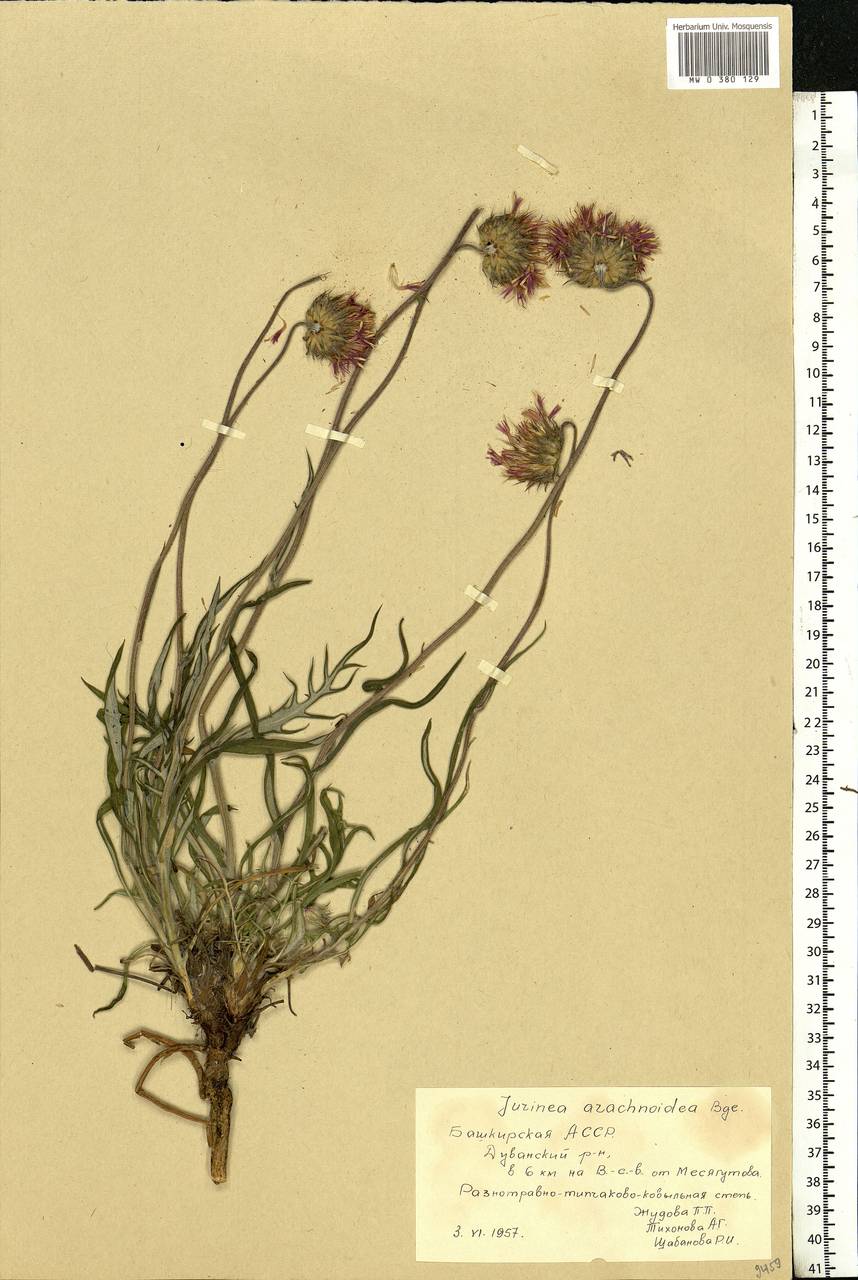 Jurinea arachnoidea Bunge, Eastern Europe, Eastern region (E10) (Russia)