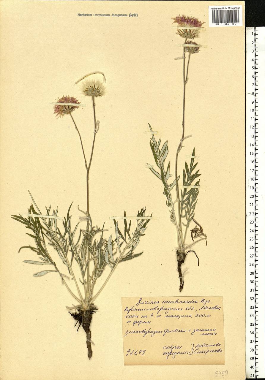 Jurinea arachnoidea Bunge, Eastern Europe, North Ukrainian region (E11) (Ukraine)