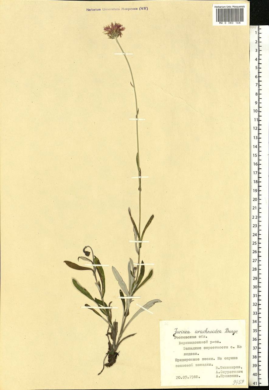 Jurinea arachnoidea Bunge, Eastern Europe, Rostov Oblast (E12a) (Russia)