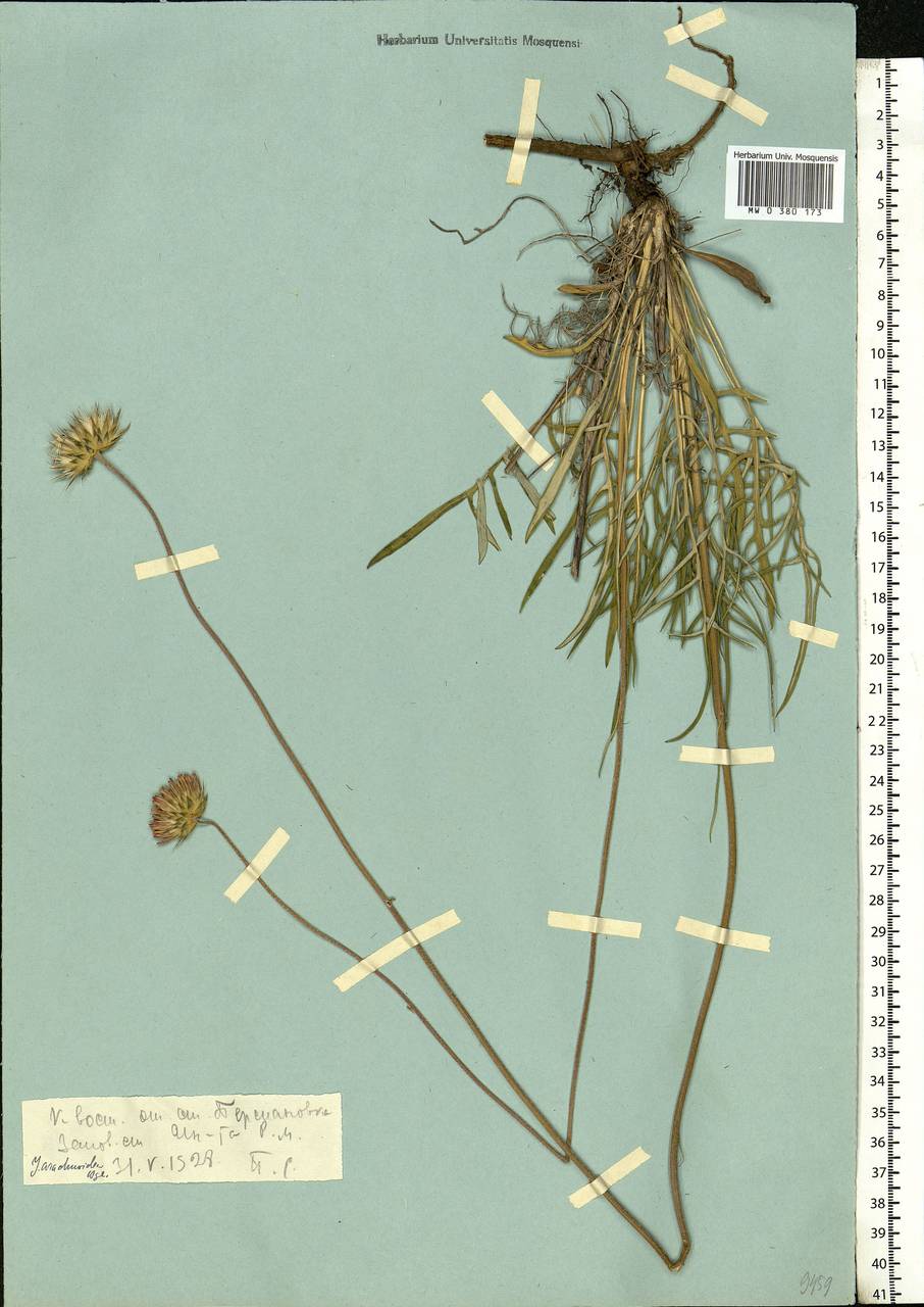 Jurinea arachnoidea Bunge, Eastern Europe, Rostov Oblast (E12a) (Russia)