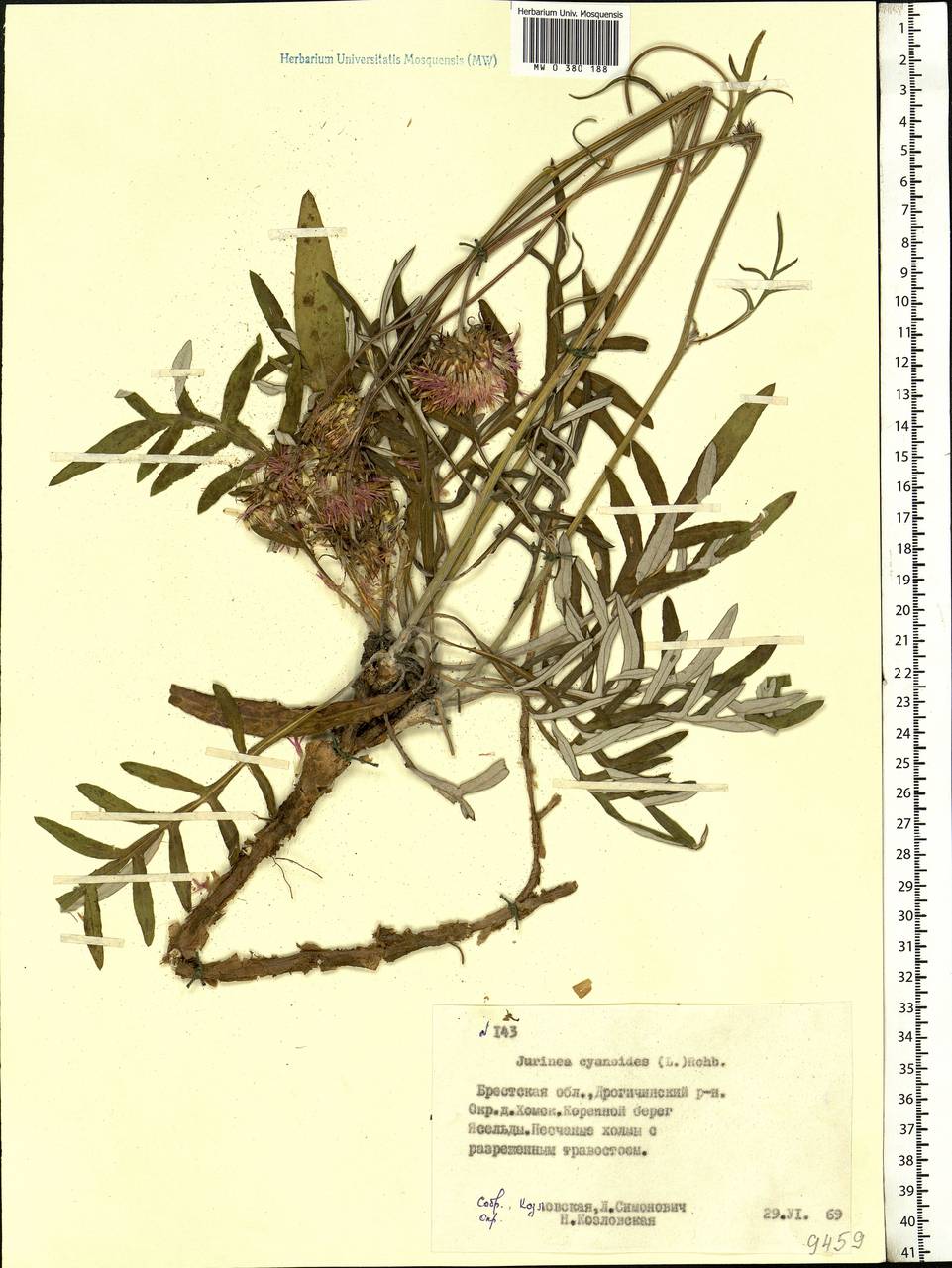 Jurinea cyanoides (L.) Rchb., Eastern Europe, Belarus (E3a) (Belarus)