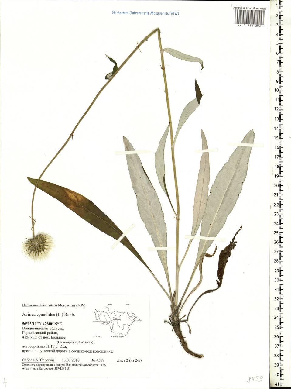 Jurinea cyanoides (L.) Rchb., Eastern Europe, Central region (E4) (Russia)