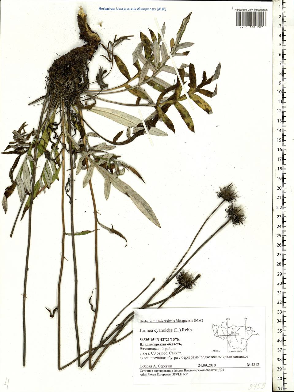 Jurinea cyanoides (L.) Rchb., Eastern Europe, Central region (E4) (Russia)
