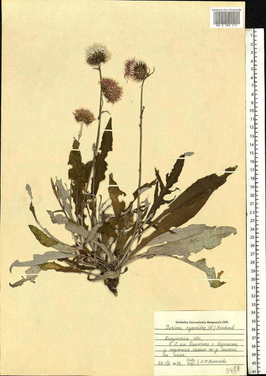 Jurinea cyanoides (L.) Rchb., Eastern Europe, Central region (E4) (Russia)