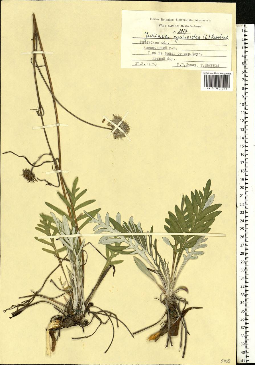 Jurinea cyanoides (L.) Rchb., Eastern Europe, Central region (E4) (Russia)