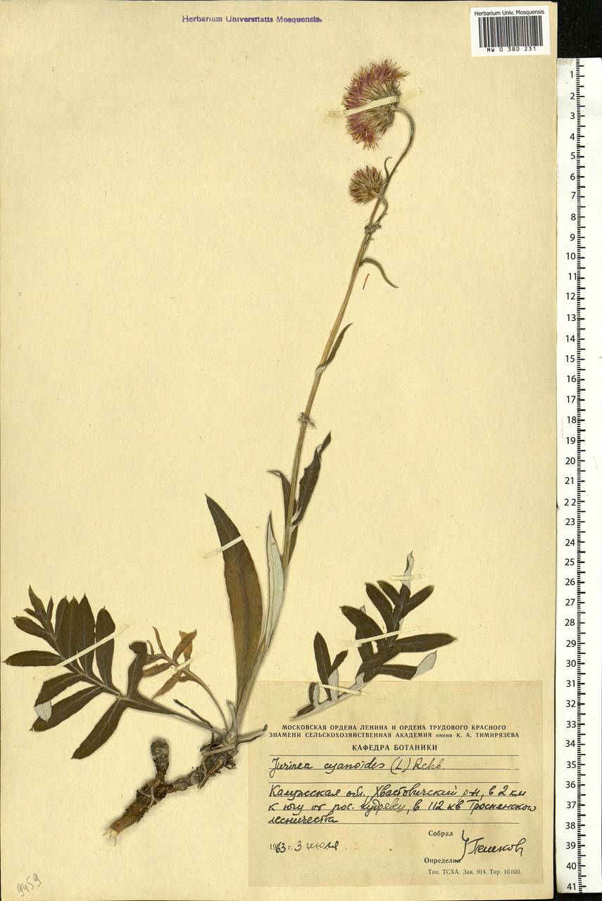 Jurinea cyanoides (L.) Rchb., Eastern Europe, Central region (E4) (Russia)