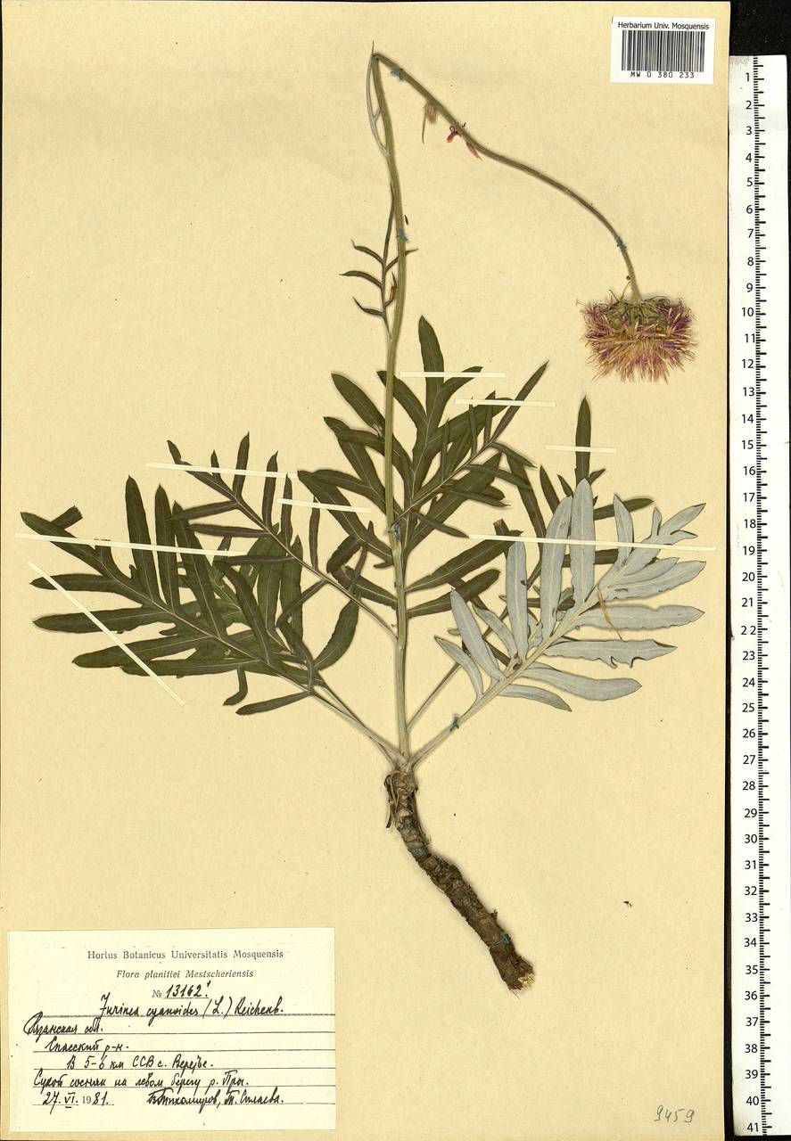 Jurinea cyanoides (L.) Rchb., Eastern Europe, Central region (E4) (Russia)