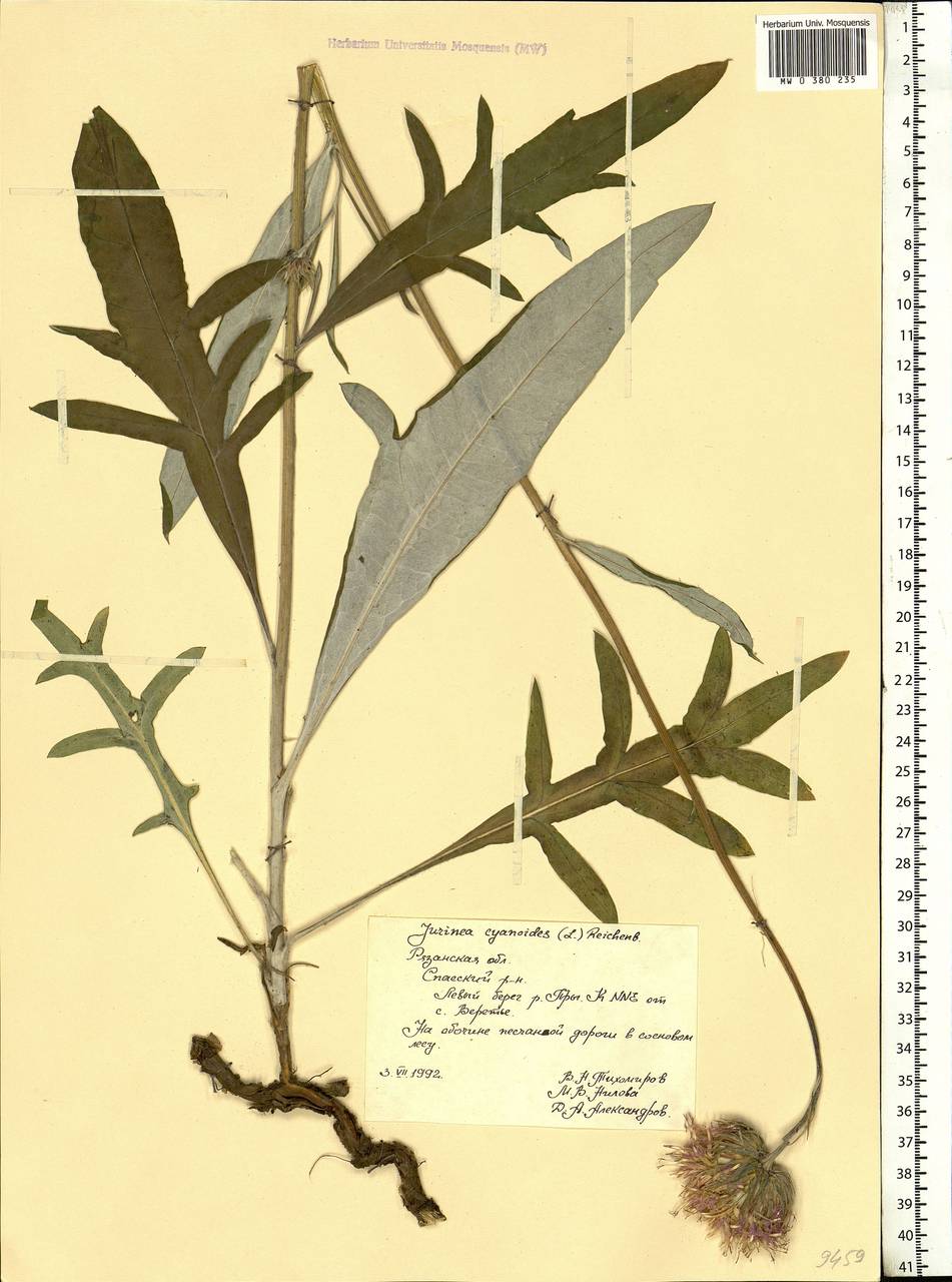 Jurinea cyanoides (L.) Rchb., Eastern Europe, Central region (E4) (Russia)