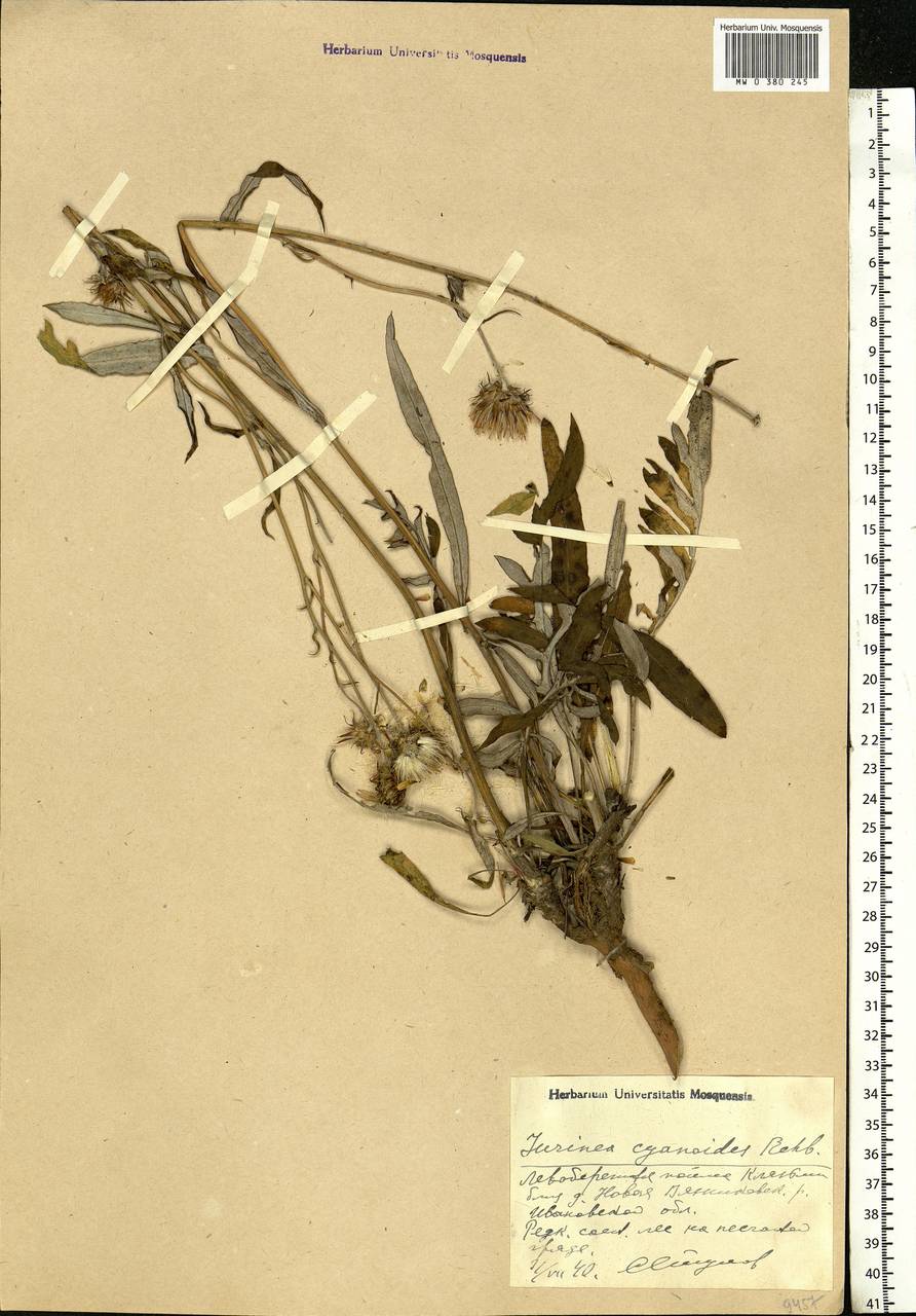 Jurinea cyanoides (L.) Rchb., Eastern Europe, Central region (E4) (Russia)