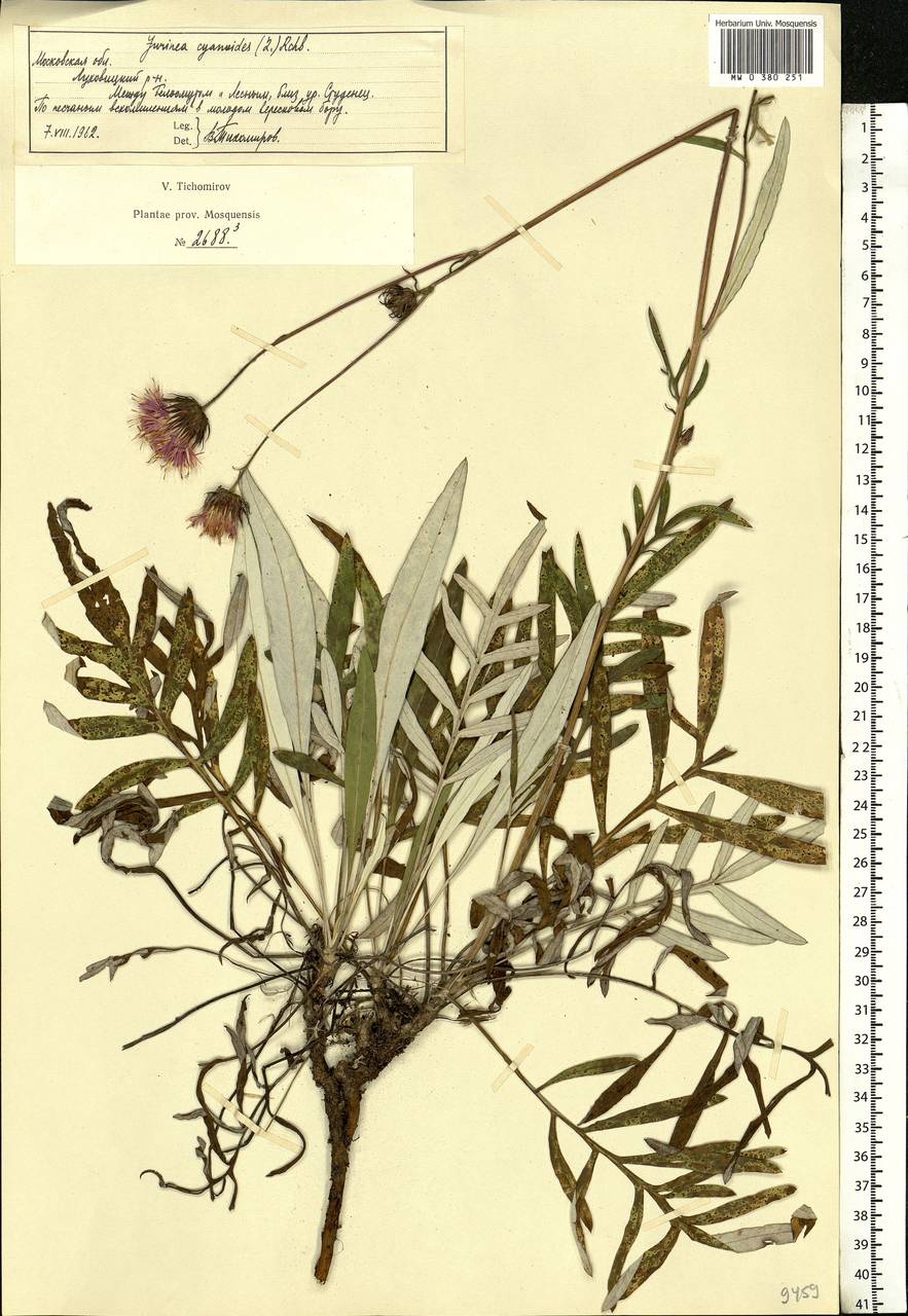 Jurinea cyanoides (L.) Rchb., Eastern Europe, Moscow region (E4a) (Russia)