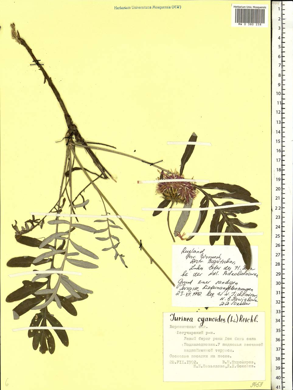 Jurinea cyanoides (L.) Rchb., Eastern Europe, Central forest-and-steppe region (E6) (Russia)