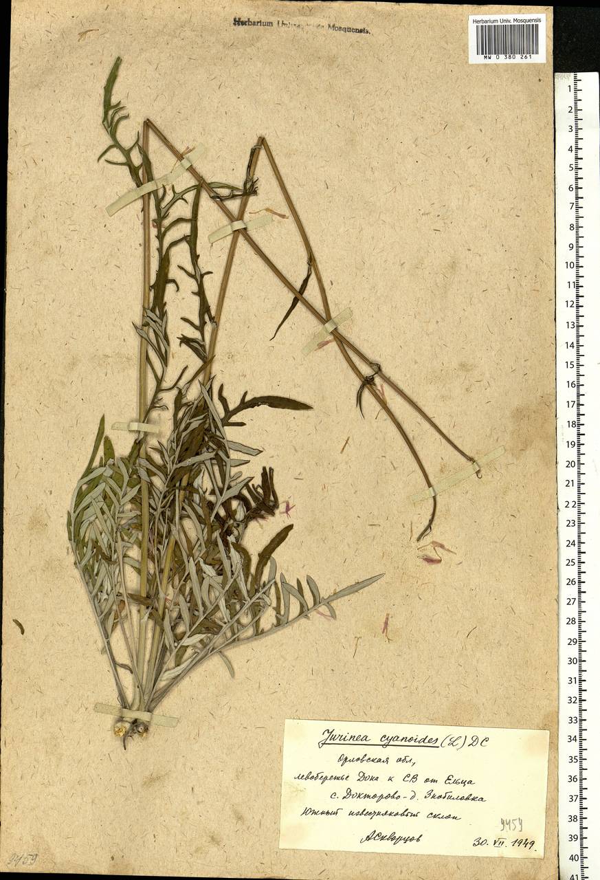 Jurinea cyanoides (L.) Rchb., Eastern Europe, Central forest-and-steppe region (E6) (Russia)