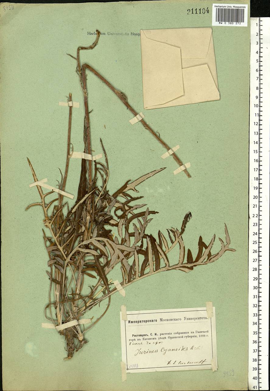 Jurinea cyanoides (L.) Rchb., Eastern Europe, Central forest-and-steppe region (E6) (Russia)